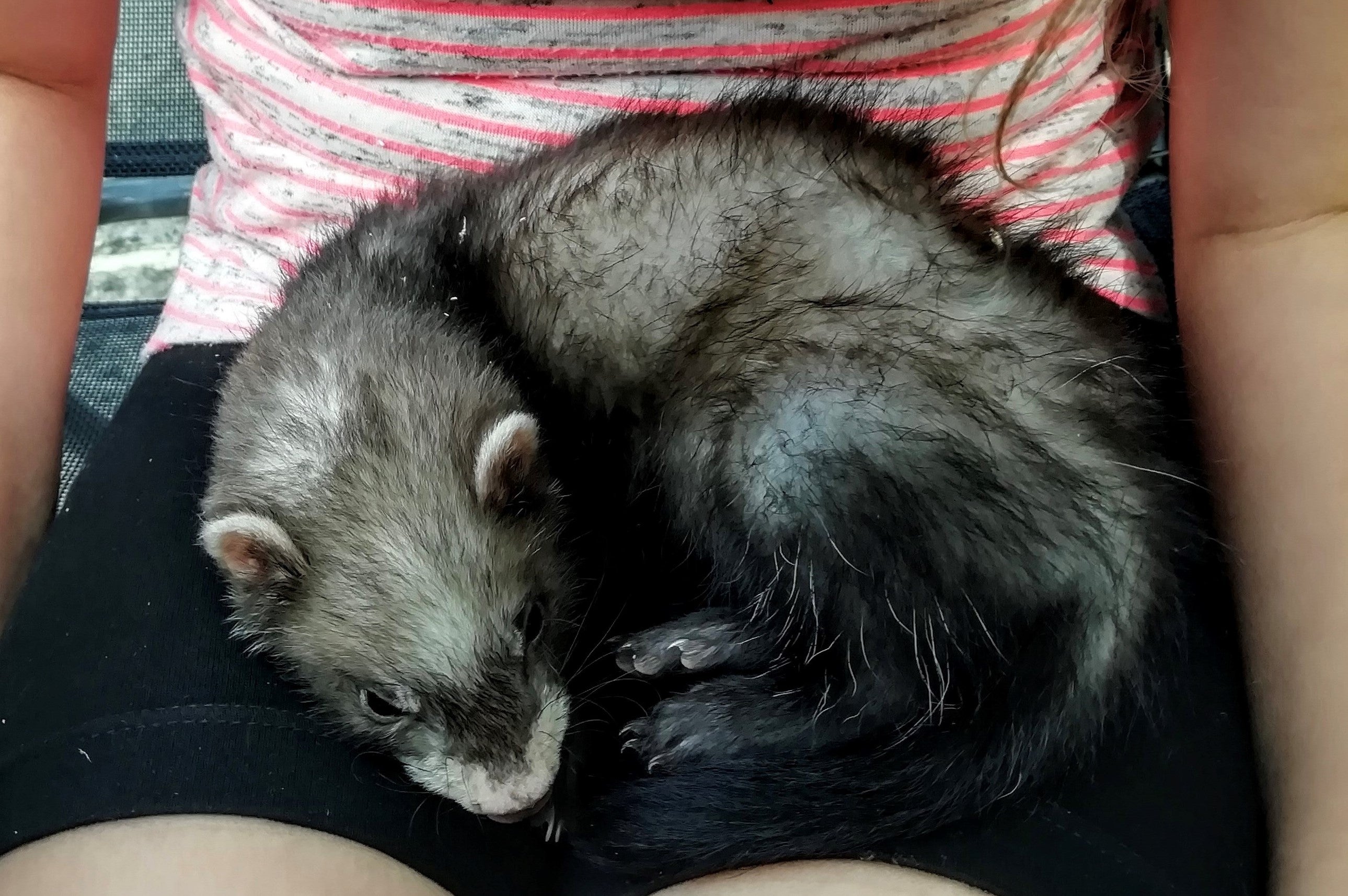 One of the ferrets is described as a sable polecat ferret, and the other is a silver ferret.