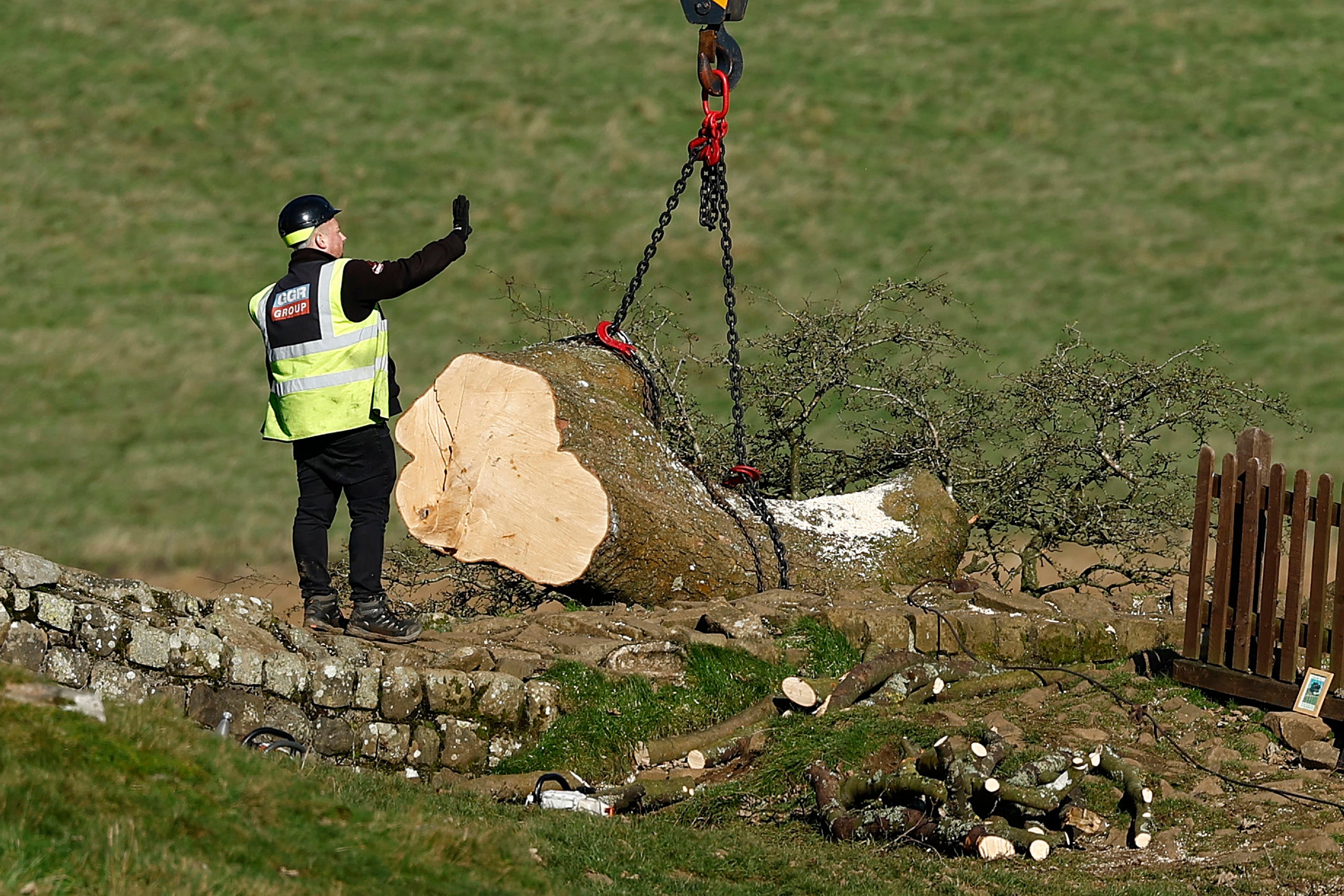 The National Trust said they were hopeful the trunk of the original tree may regrow, but it may take up to three years for this to be known