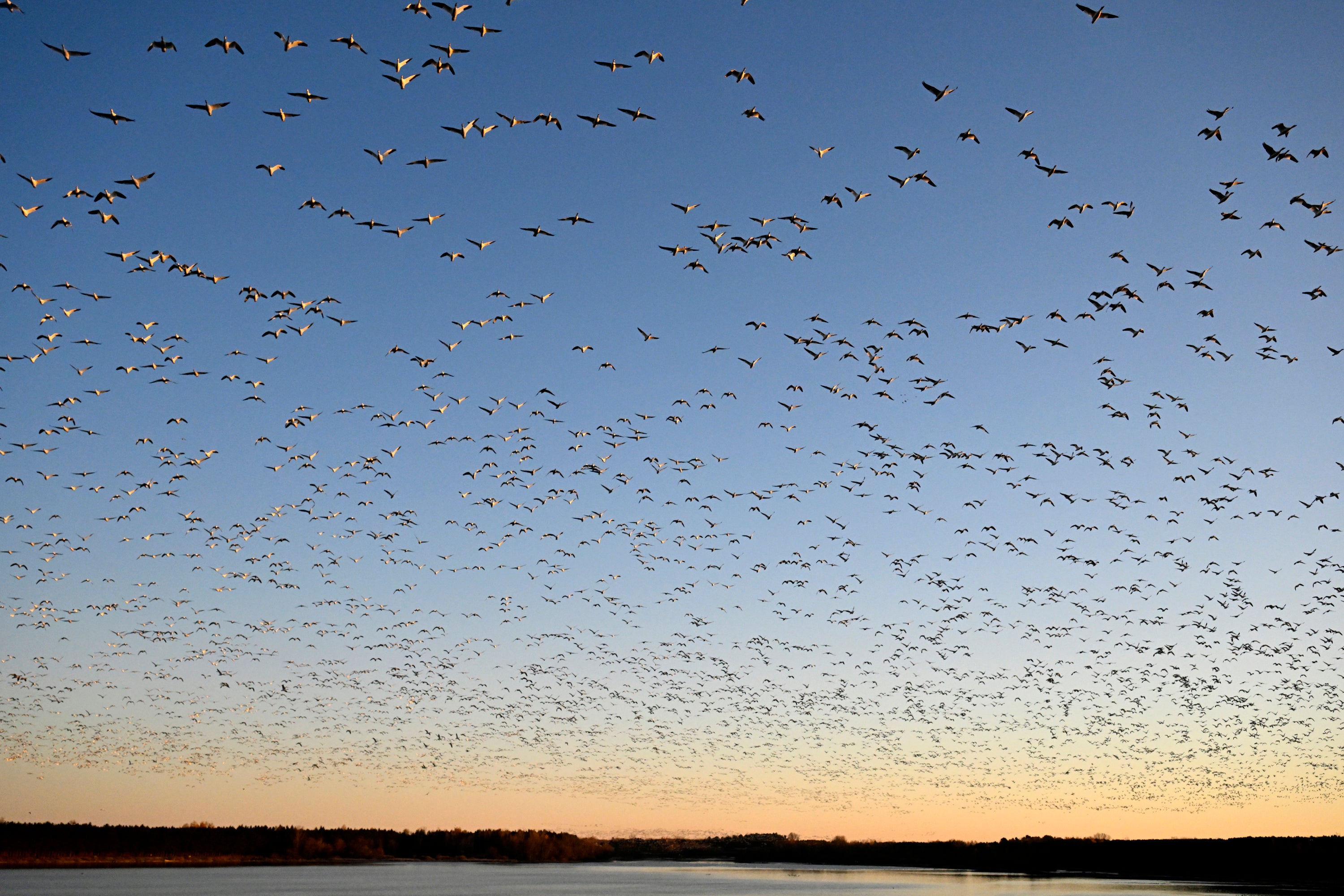 The American Ornithological Society (AOS) said the decision was being made ‘in an effort to address past wrongs and engage far more people in the enjoyment, protection, and study of birds’