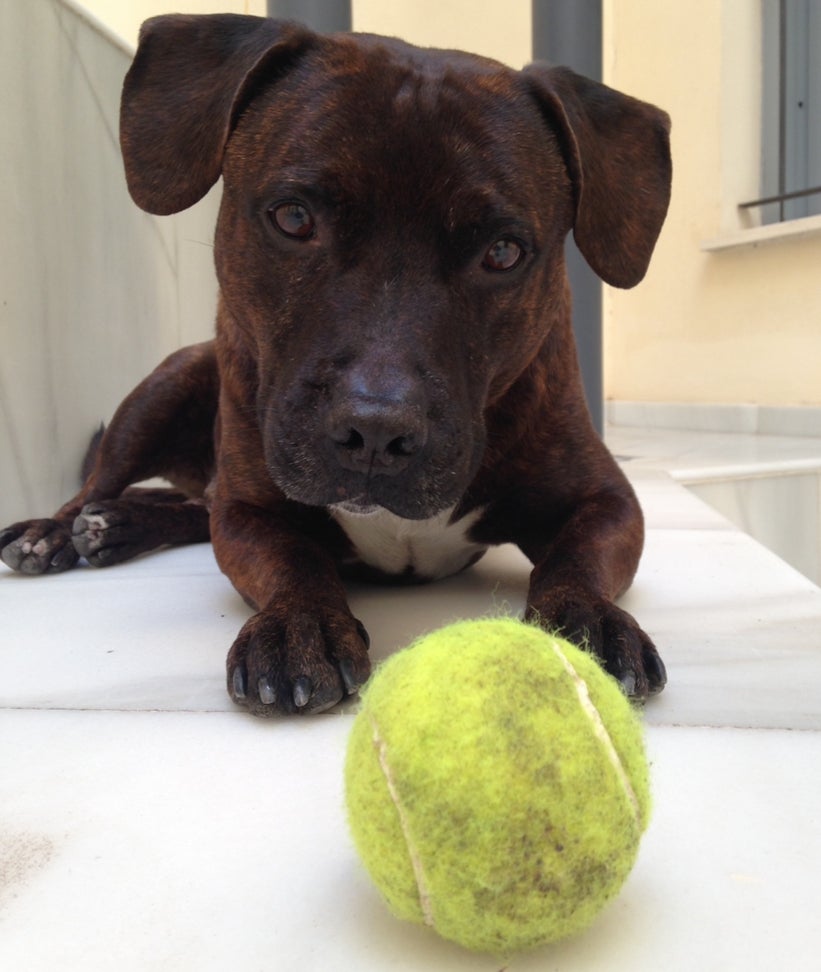 Ikaro with his beloved tennis ball