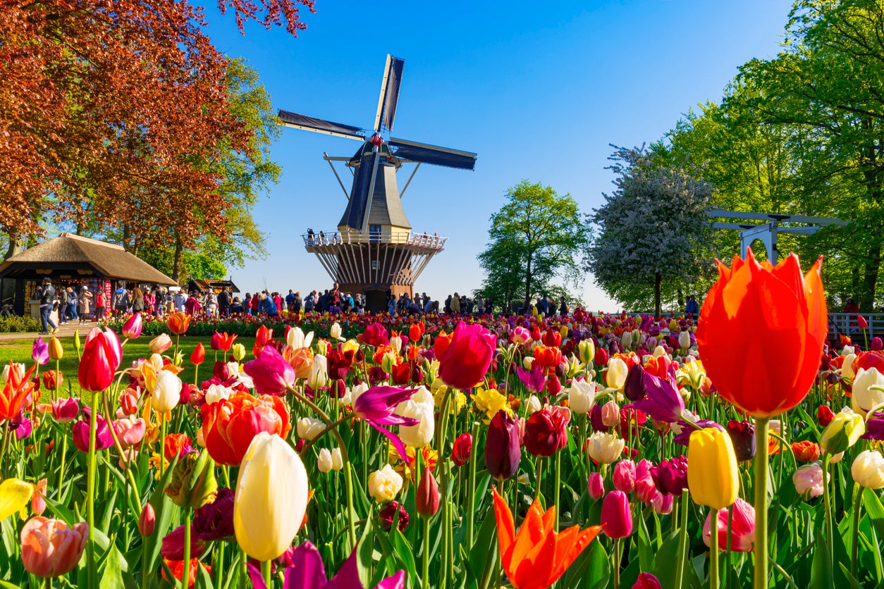 Keukenhof is one of the world’s largest flower gardens