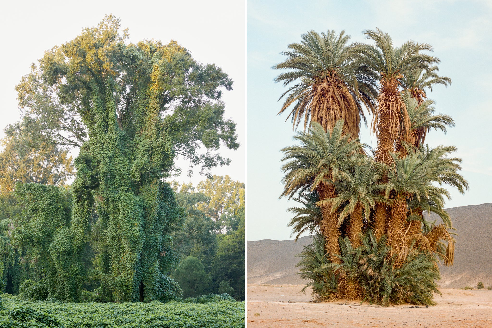 Left: Mississippi. Right: Morocco