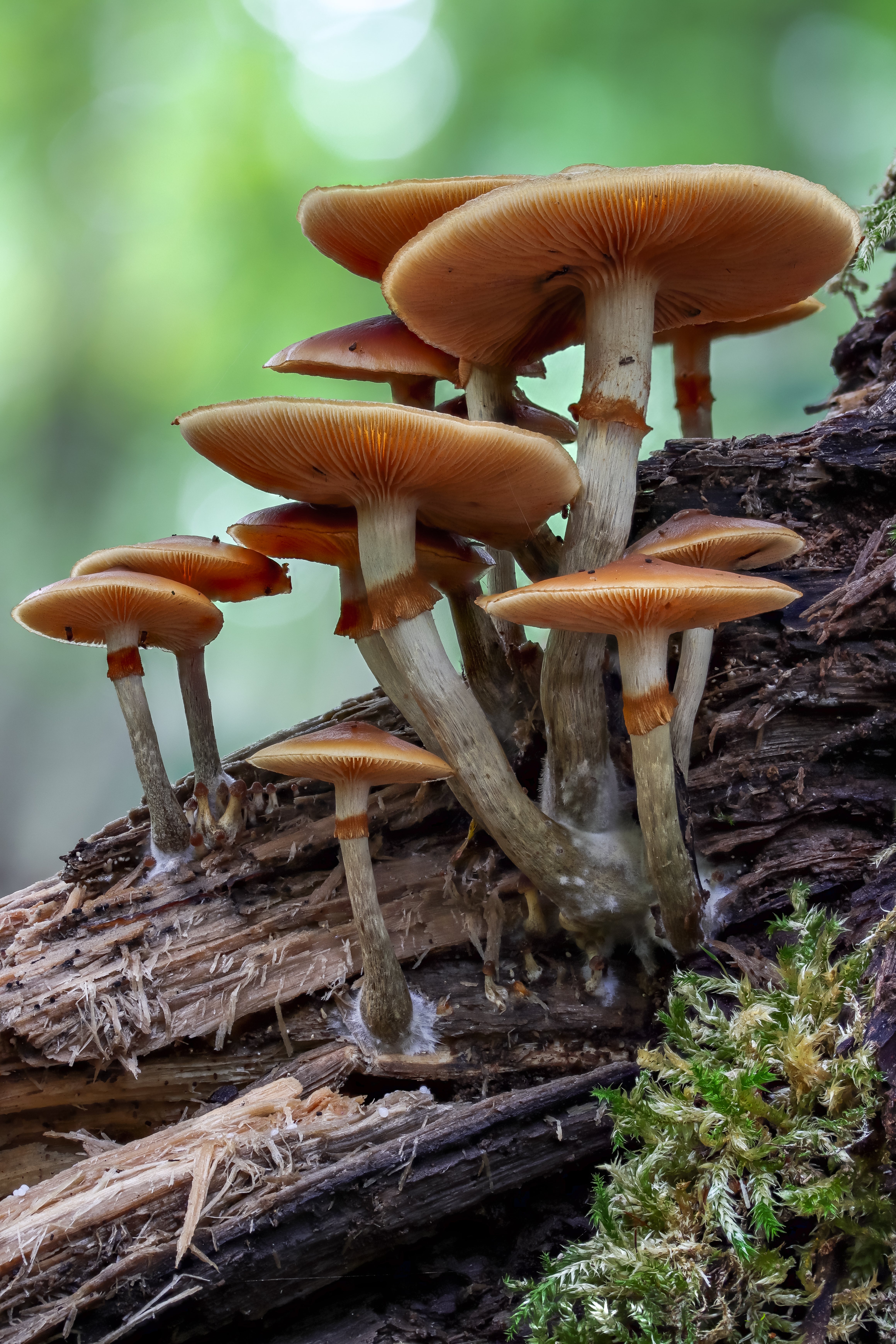 Funeral Bell mushrooms are found all year round on rotting logs and woodchips