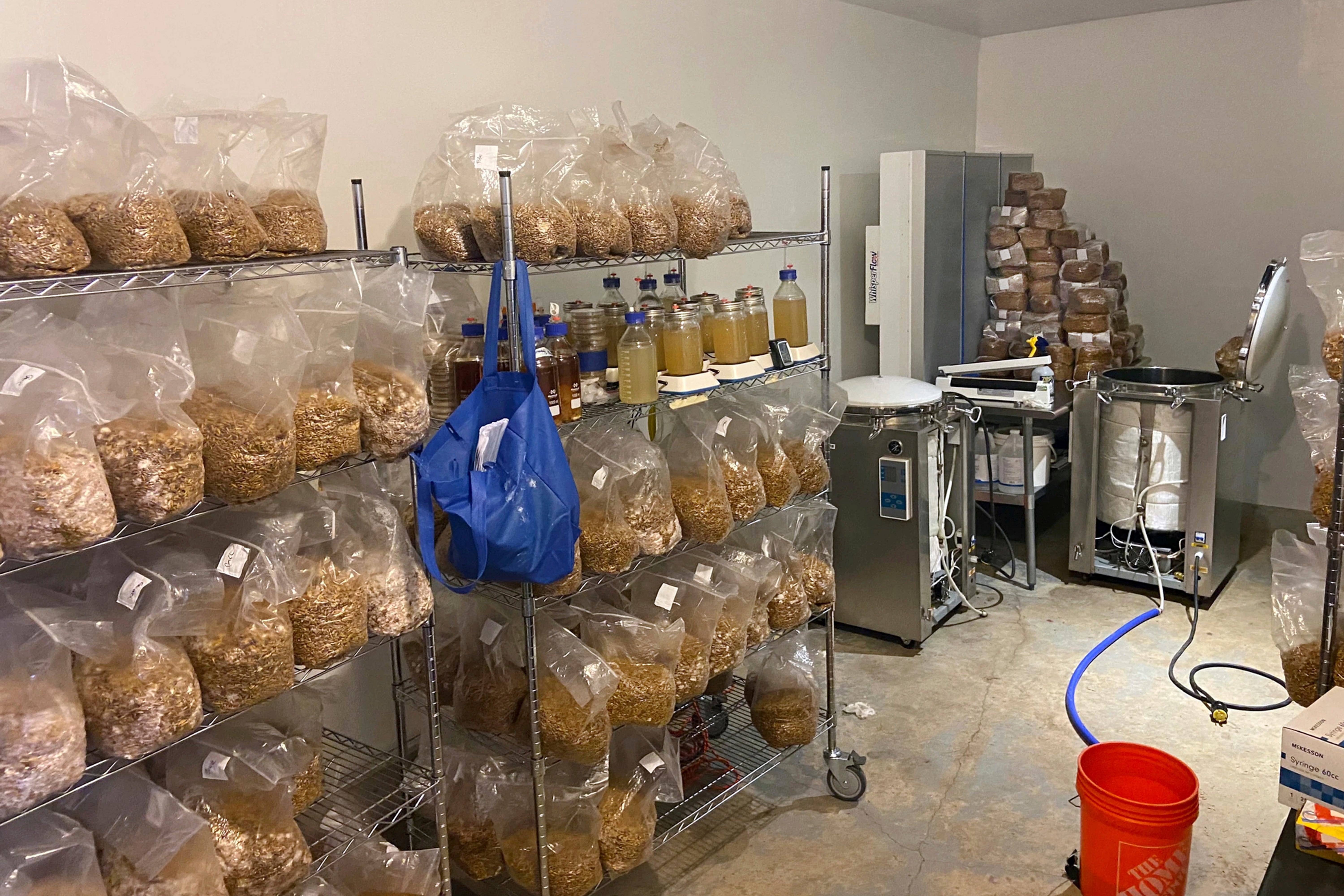 Psychedelic Mushrooms Bust