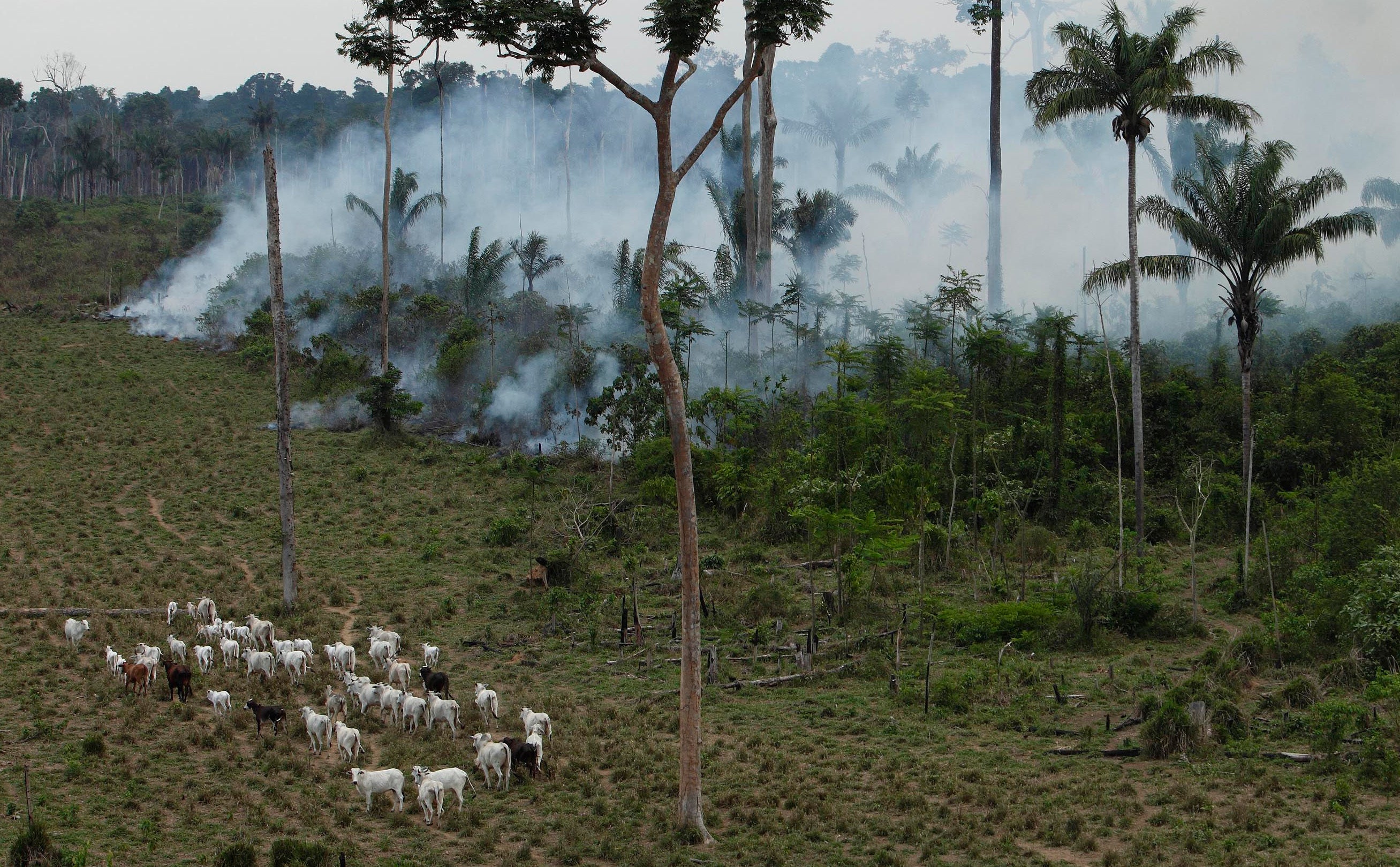Brazil China Beef Trade Deforestation