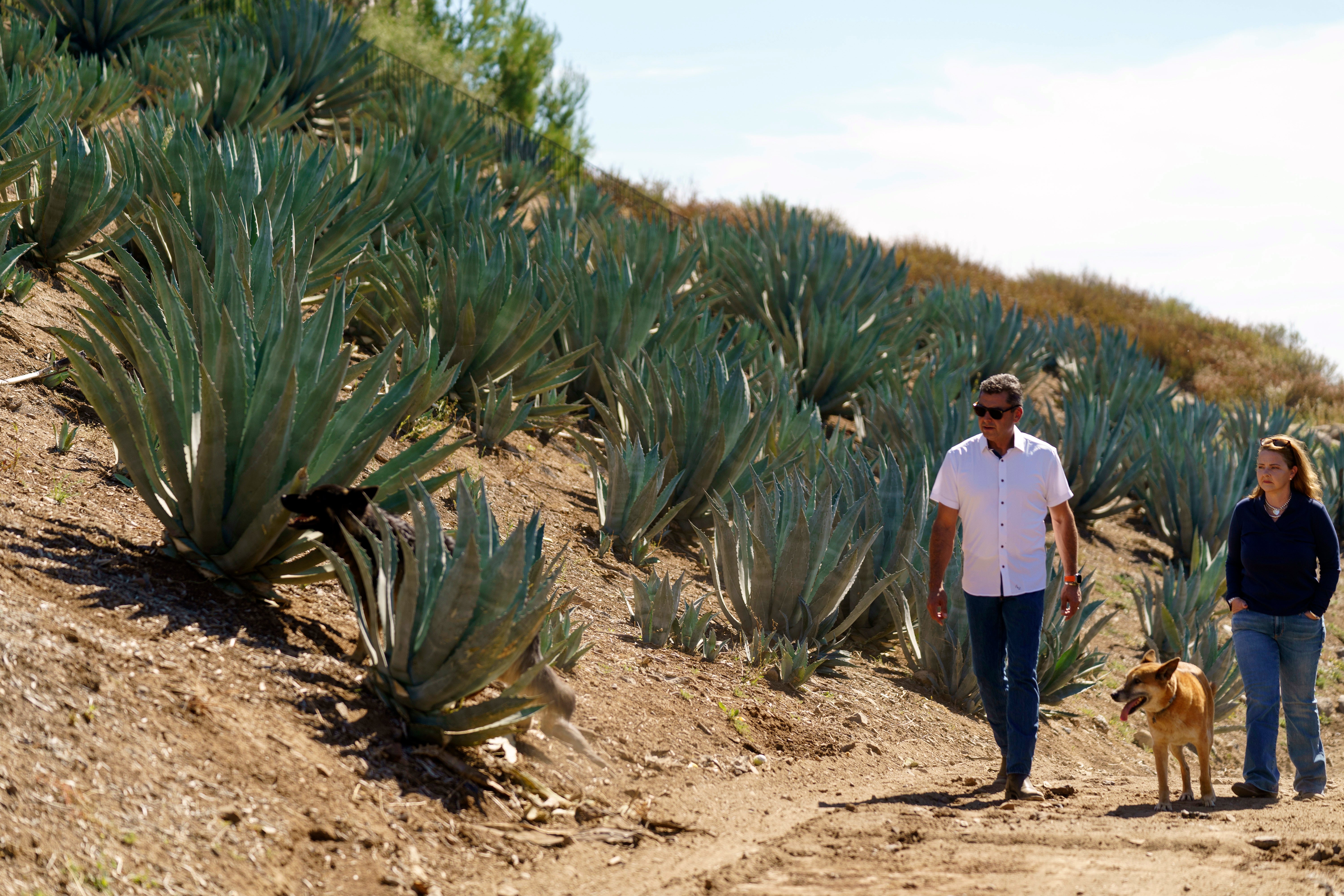 California Agave Farming