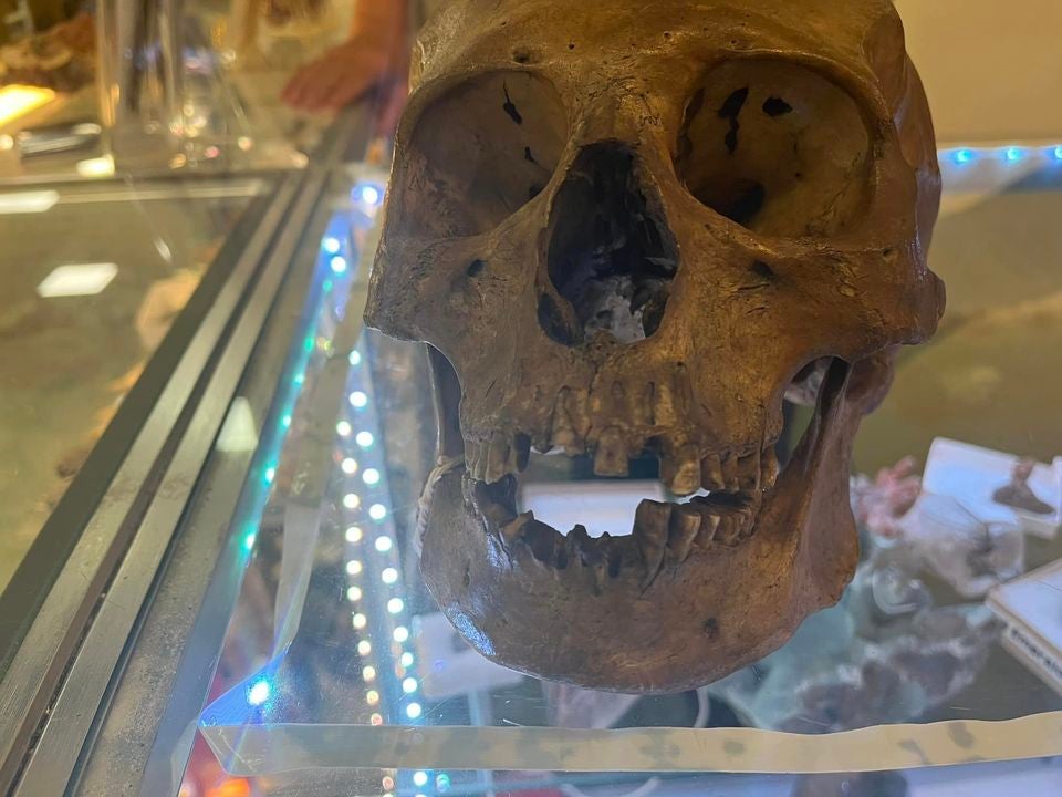 Halloween skull found in Florida thrift store turns out to be human