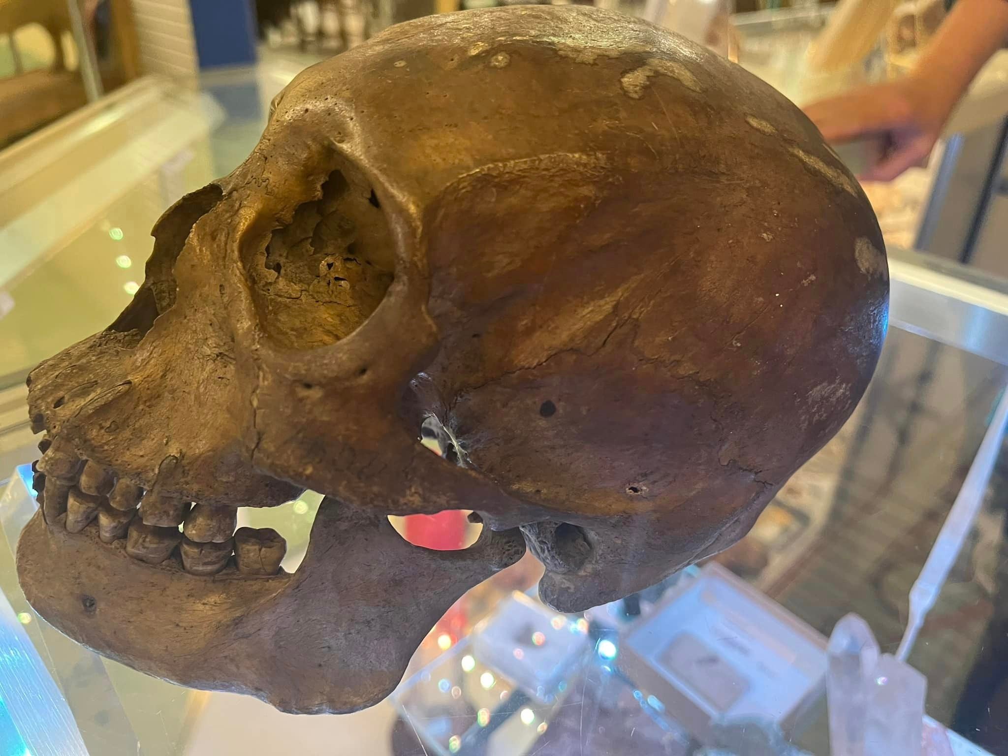 The skull was found by a shopper who happened to be an anthropologist