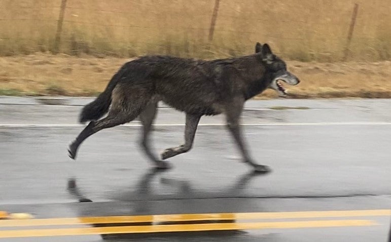 This wolf hybrid was spotted on the outskirts of Sebastopol