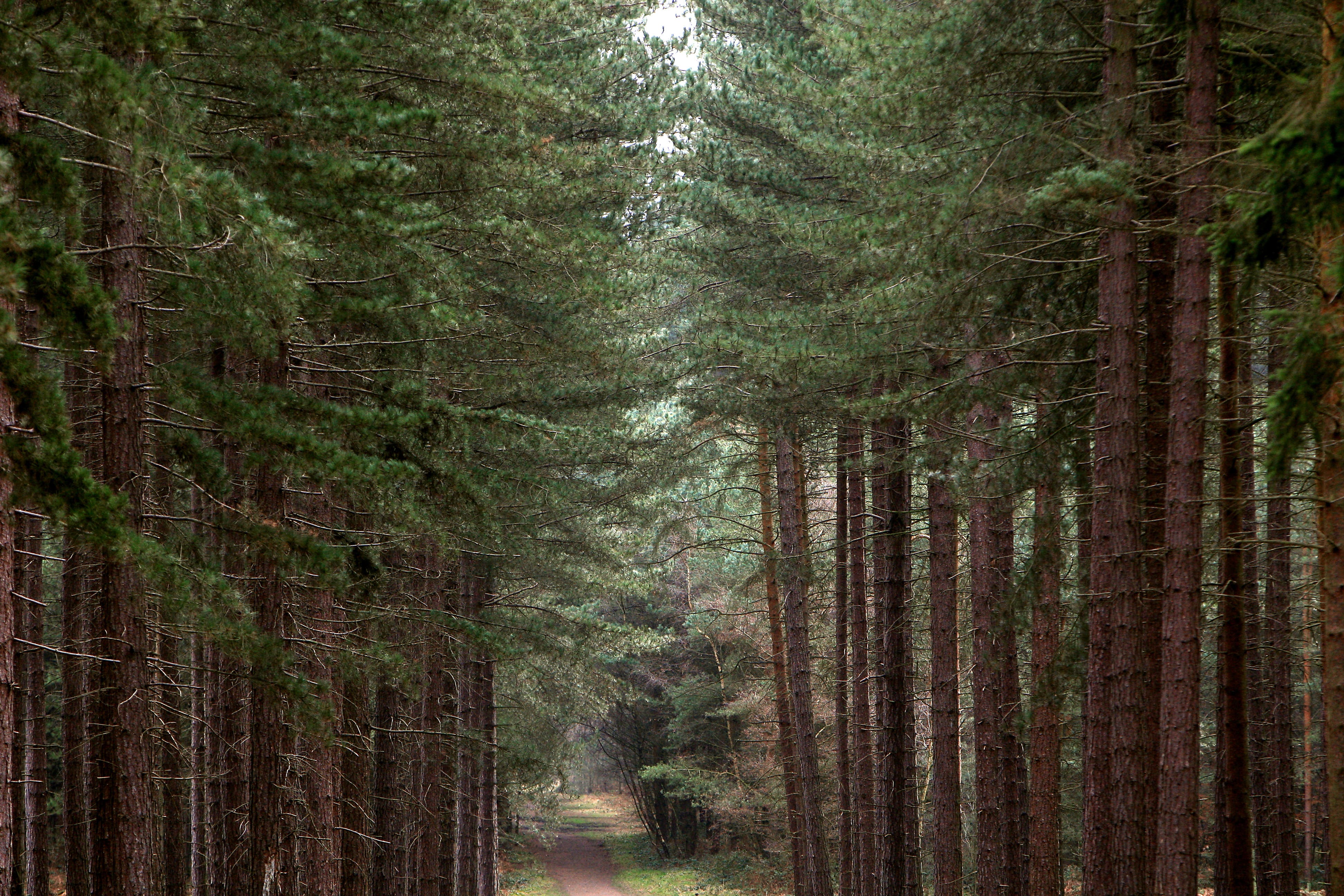 Researchers from across Europe produced a list of 15 issues they say are likely to have a significant impact on UK forests in the coming decades (John Walton/PA)