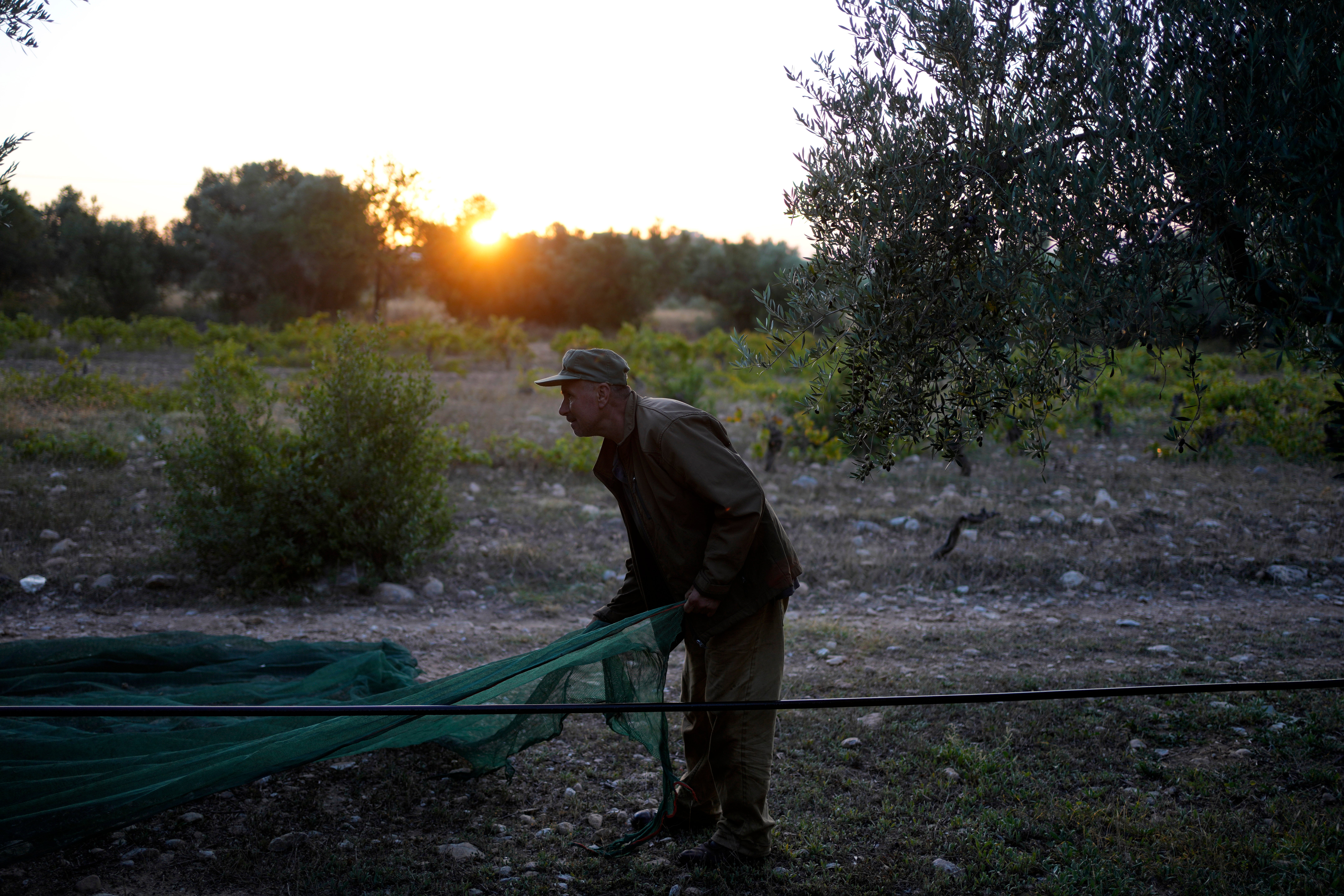 Greece Europe Olive Oil