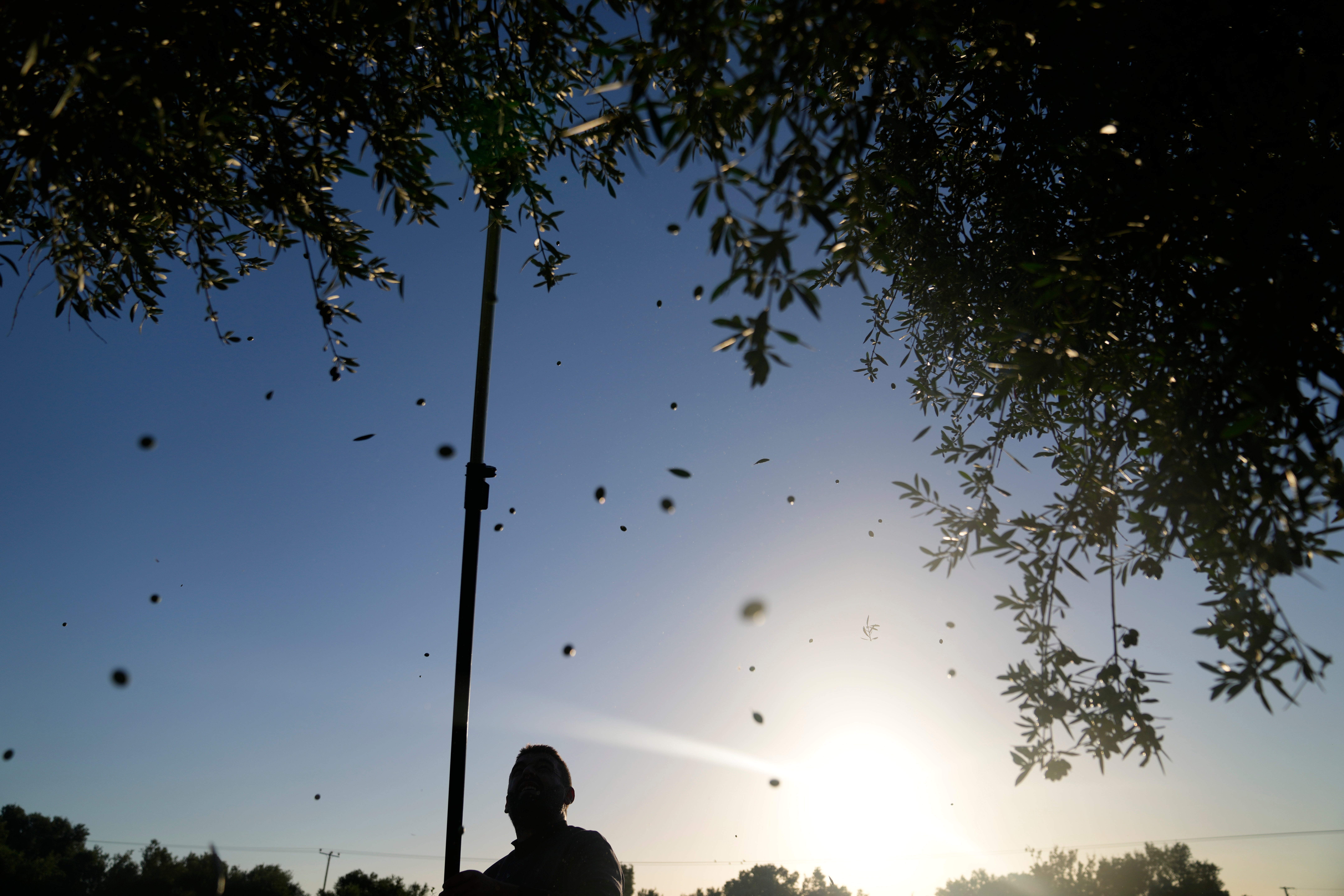 Greece Europe Olive Oil