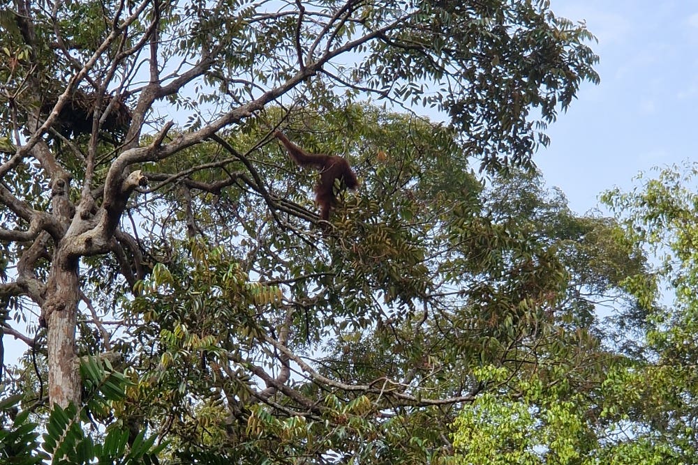 The firm uses satellite images, artificial intelligence and ecological expertise to create detailed maps of tropical forests (Murray Collins/PA)