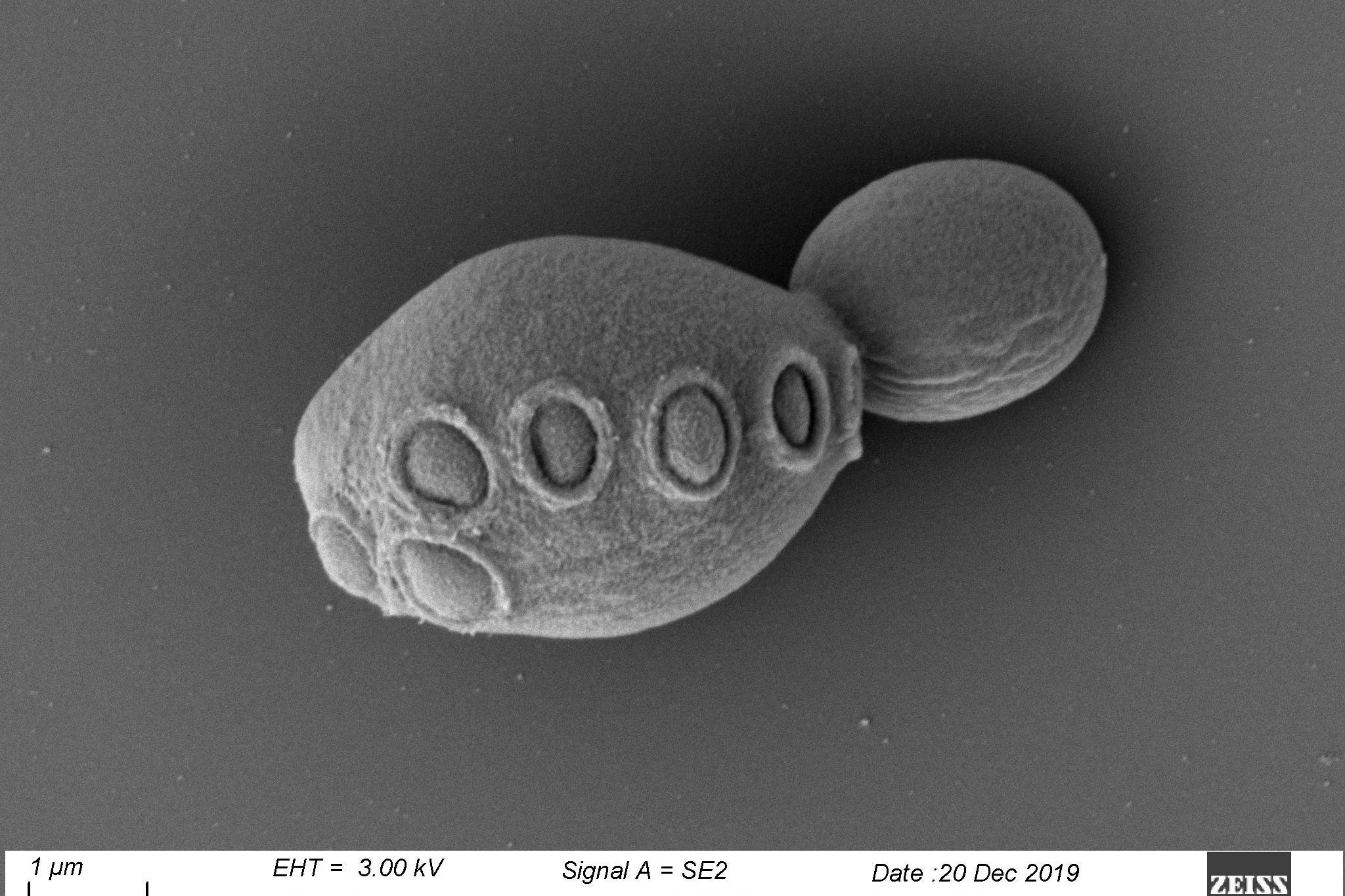 Yeast strain with synthetic DNA (Zhao et al/Cell)