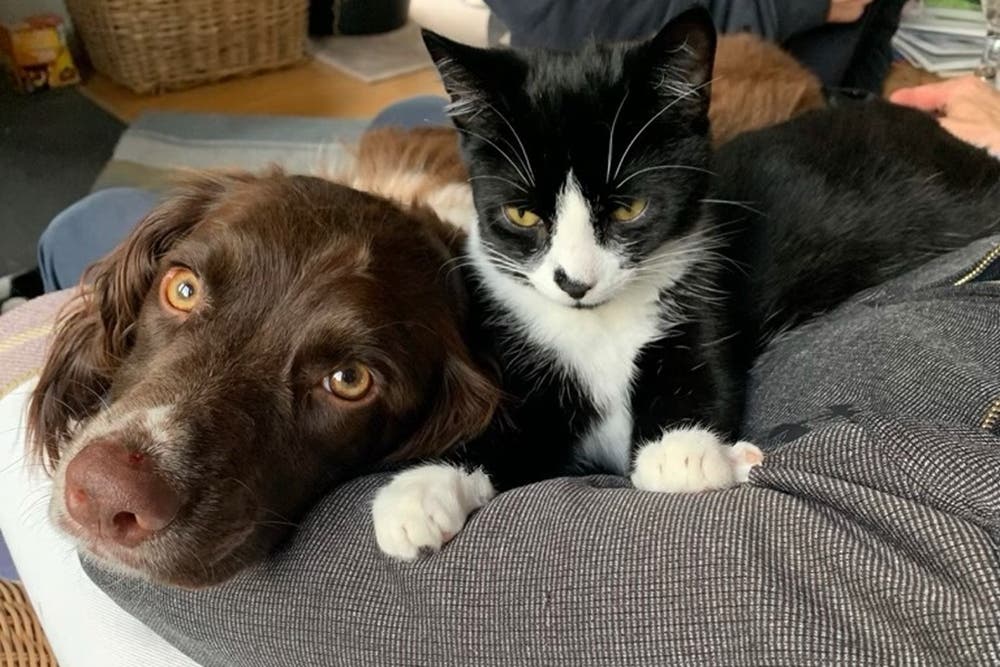 Daisy (left) and Mowgli (right) are ‘good mates’ (Hamish Rose/PA)