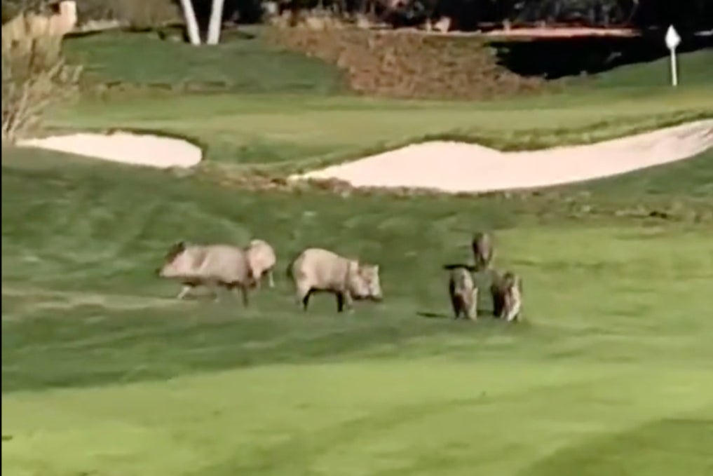 Javelina on Seven Canyons Golf Club in Arizona