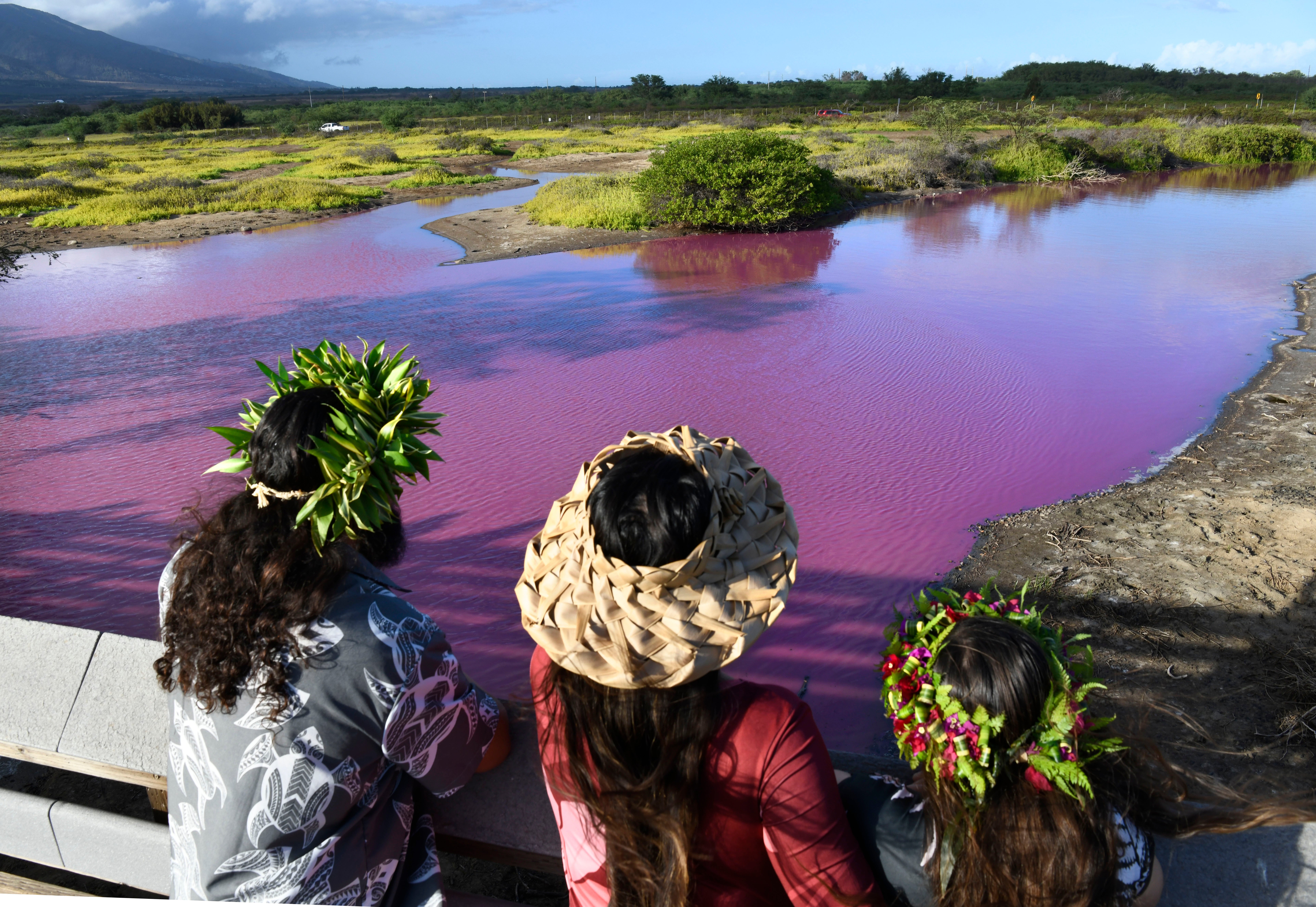 Hawaii-Pink Pond