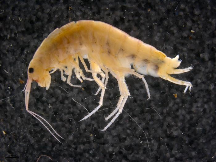 A new species of tree-dwelling shrimp – whose typical habitat is by the sea – was also found in the Cyclops Mountains