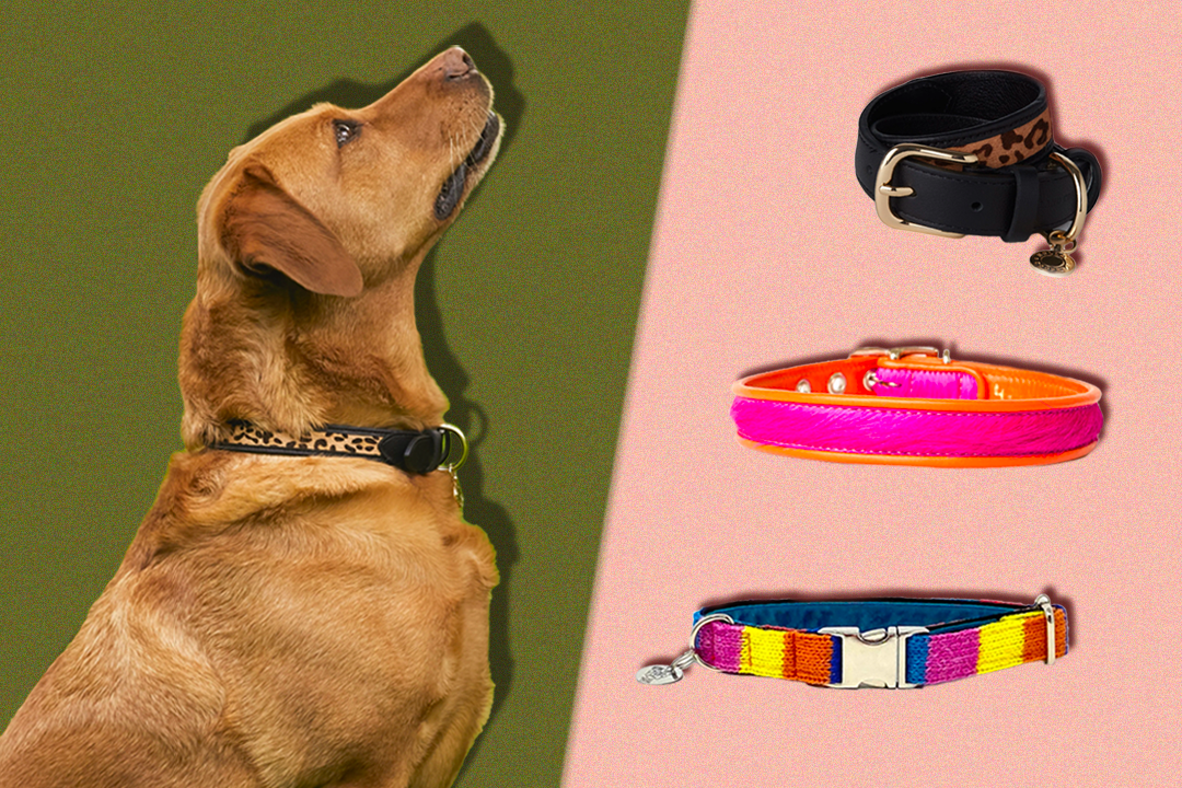 8 best dog collars for your four-legged friend, tried and tested