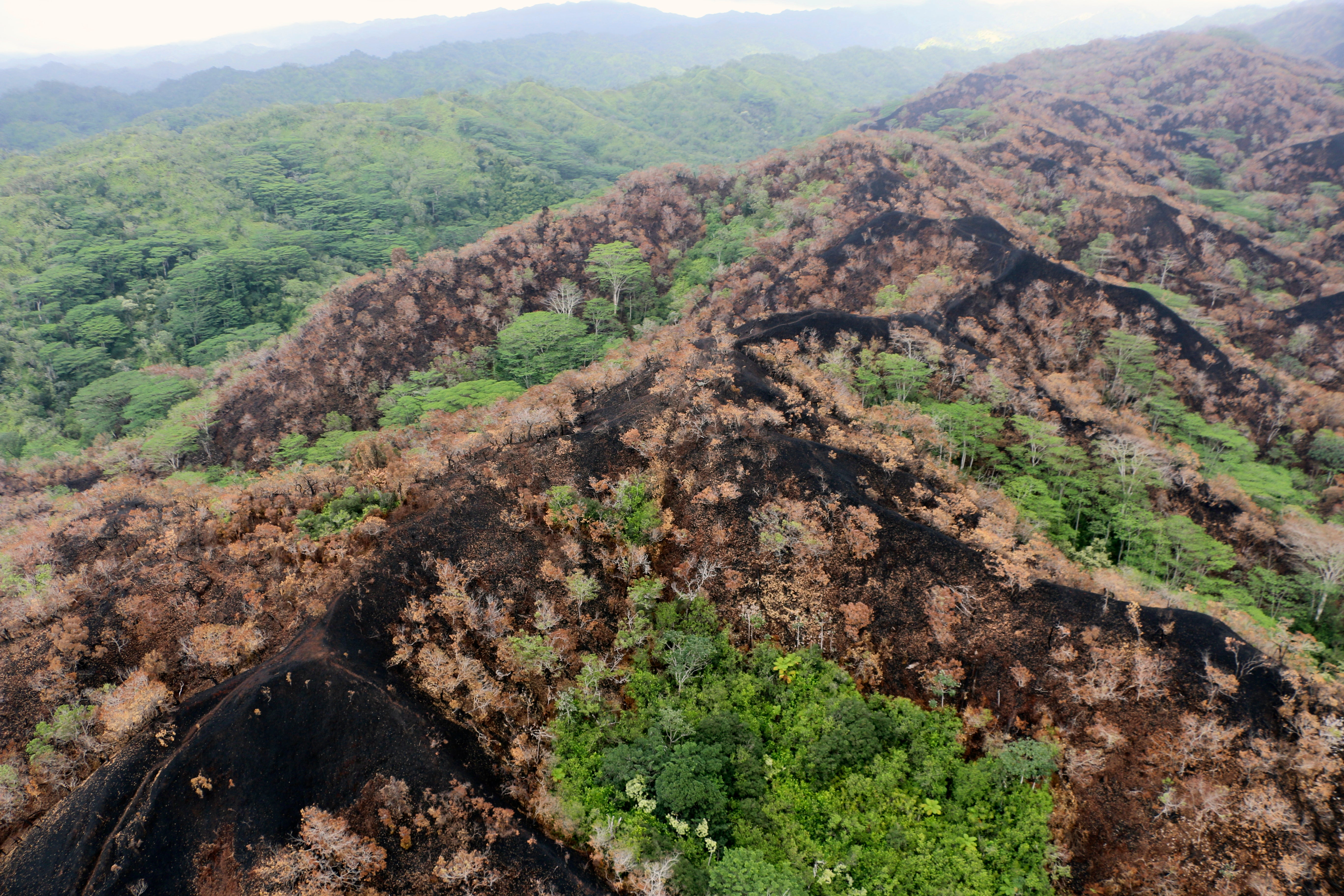 Hawaii Wildfires-Rainforest
