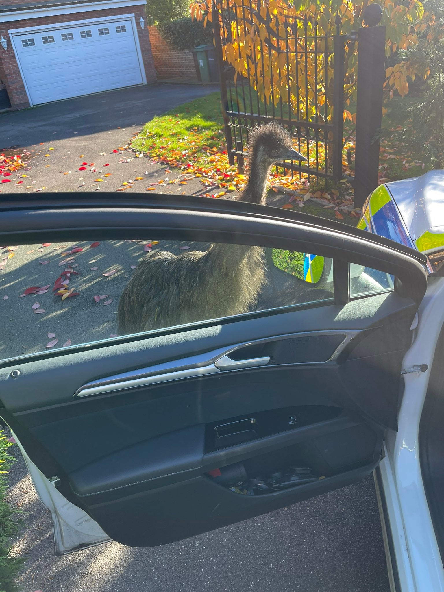 Emu is sheparded to safety by police