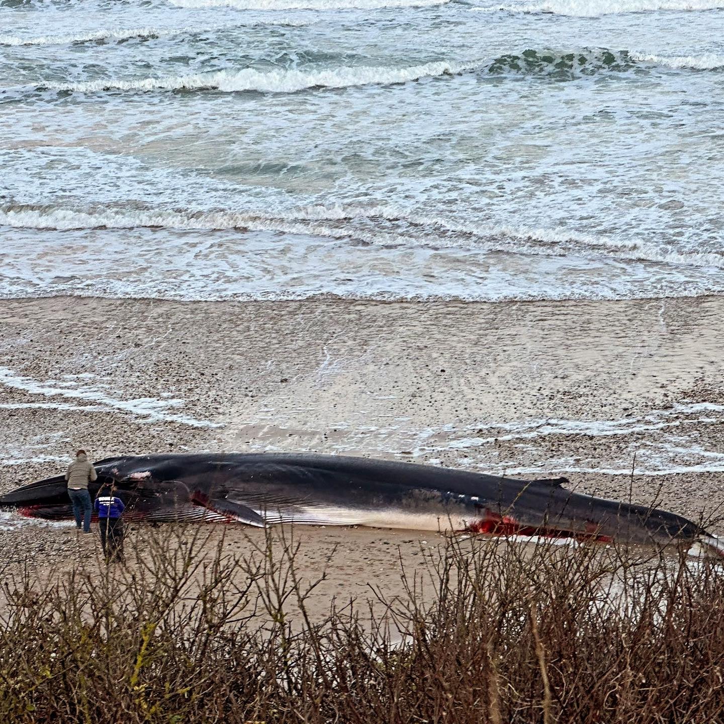 The fin whale is the second biggest mammal in the world