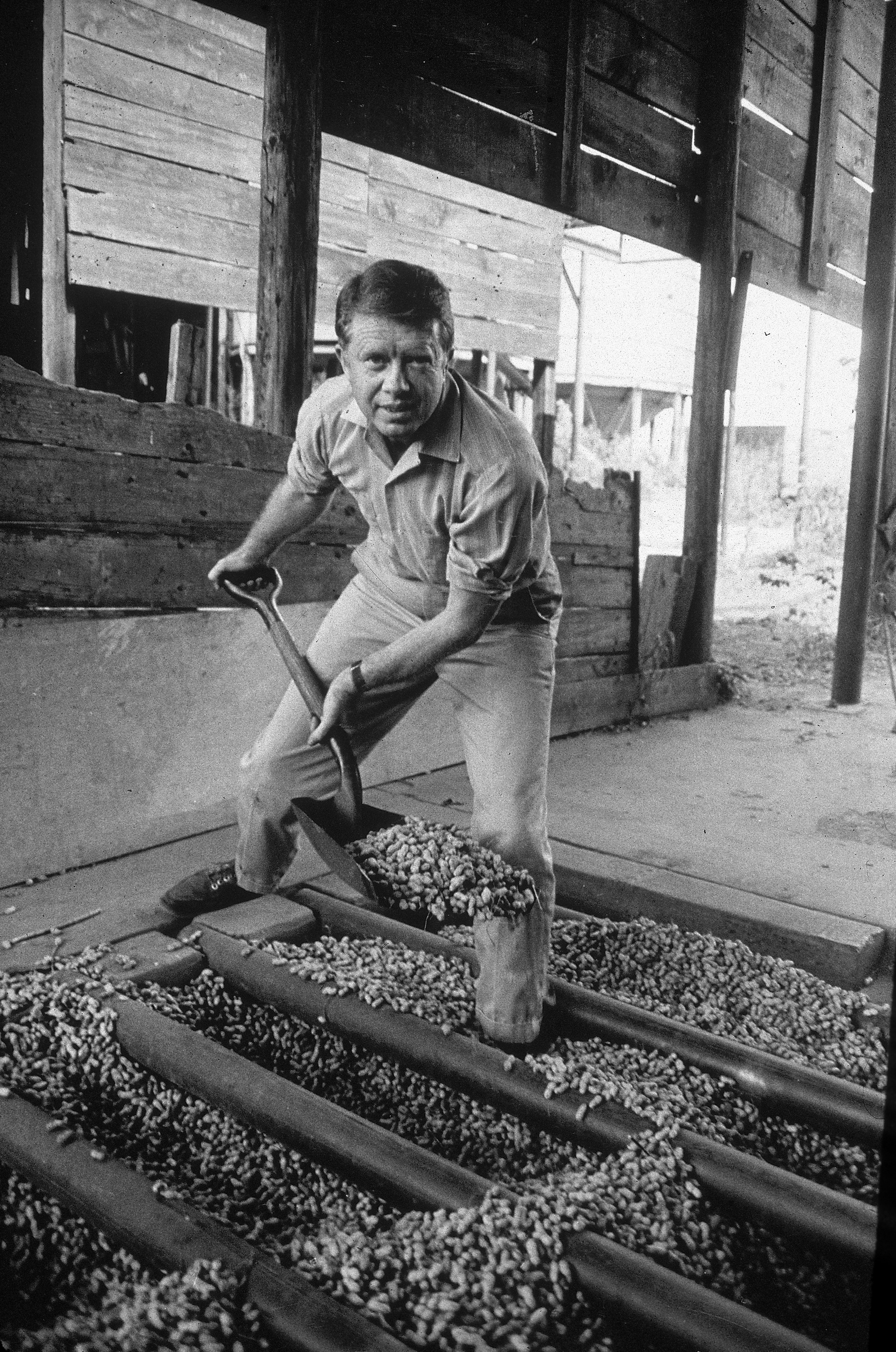 Jimmy Carter shovels peanuts on a farm in the 1970s