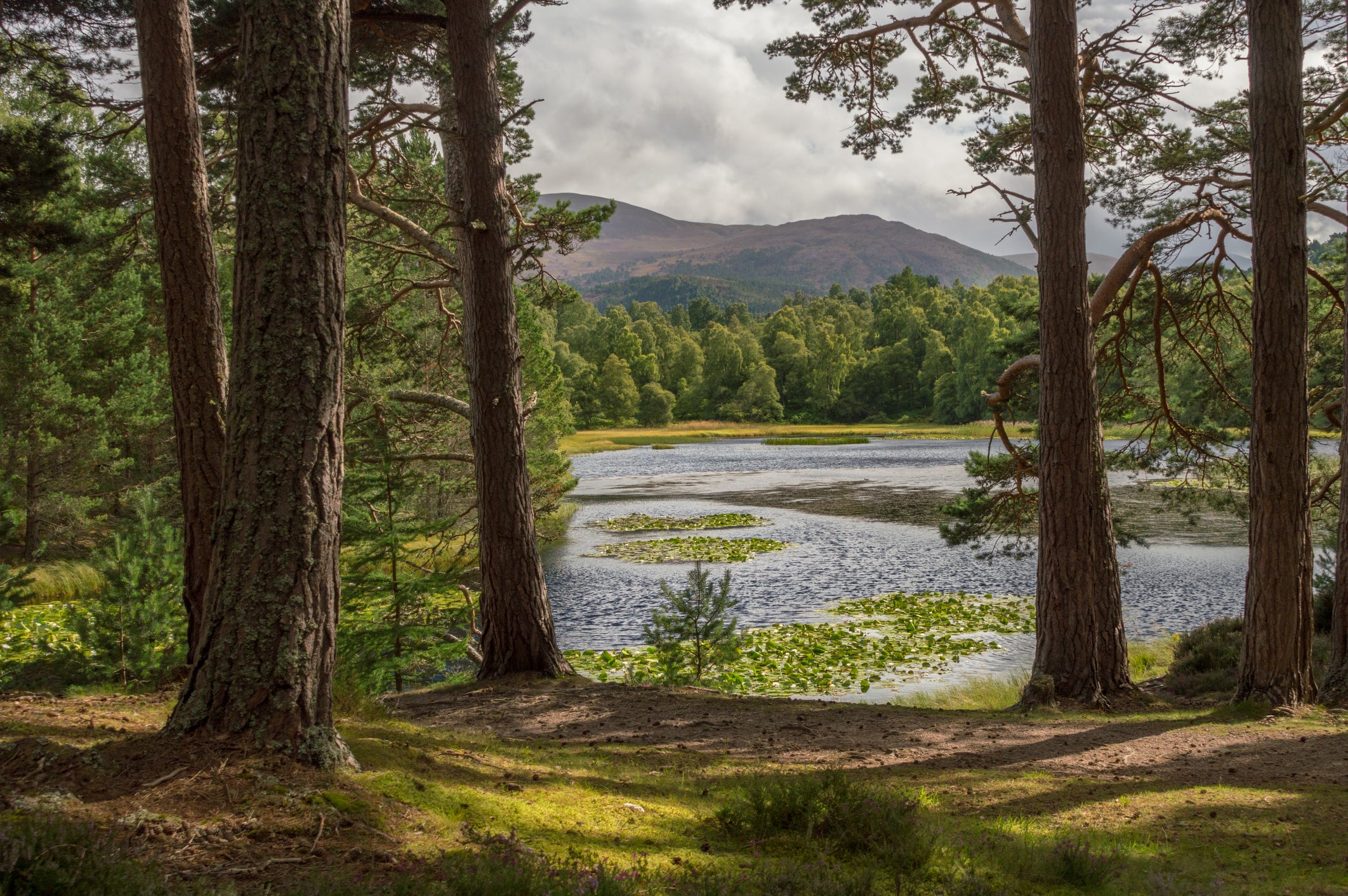 Three New Year nights in the Cairngorms dance to the tune of a Scottish ceilidh band and the bagpipes