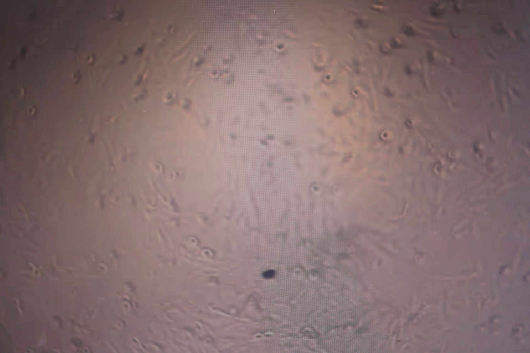 Protein Problem Cultivated Meat