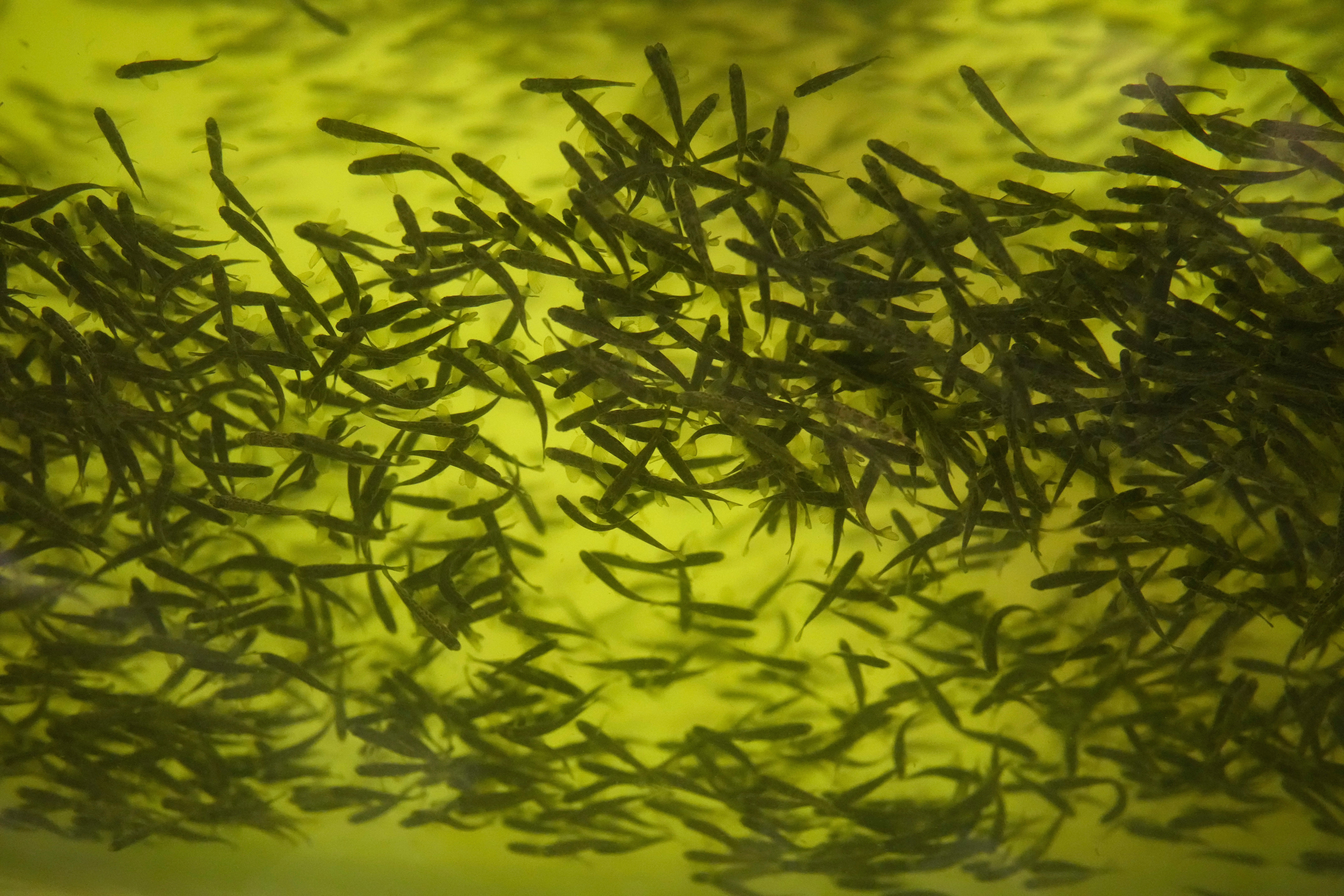 Protein Problem Fish Farms