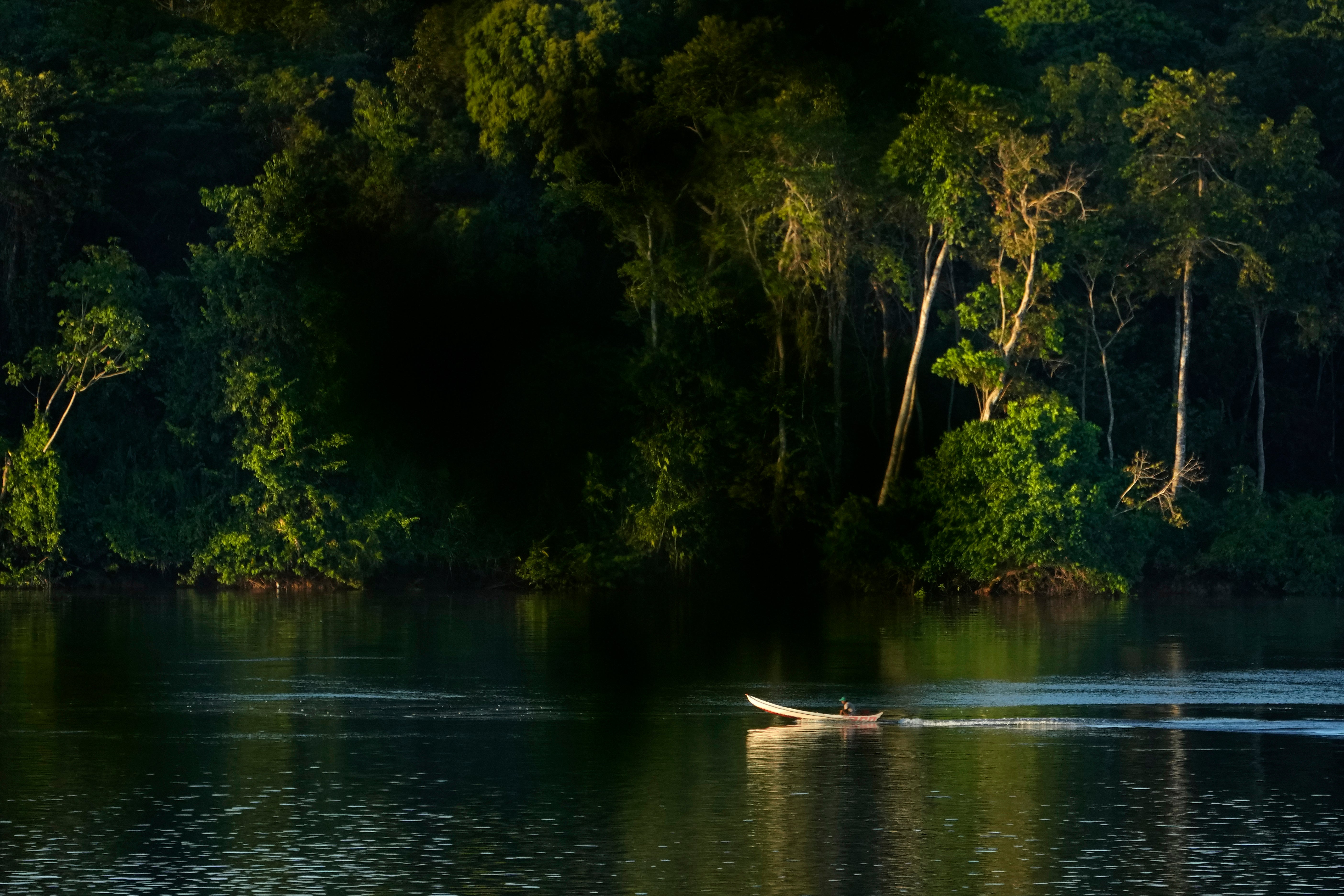 Protein Problem Rainforest Photo Essay