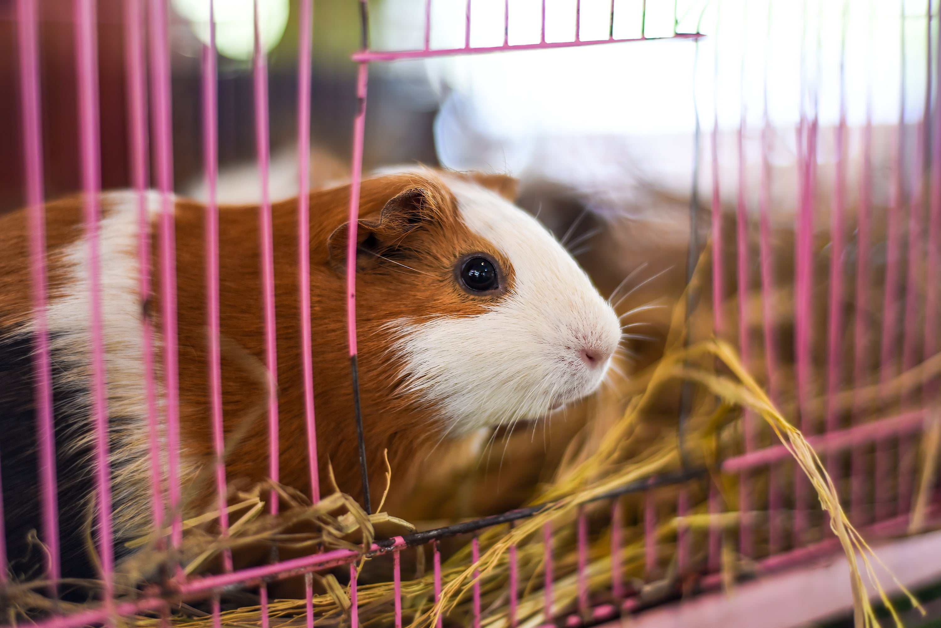 Hundreds of small animals up for adoption may have ended up frozen as snake food