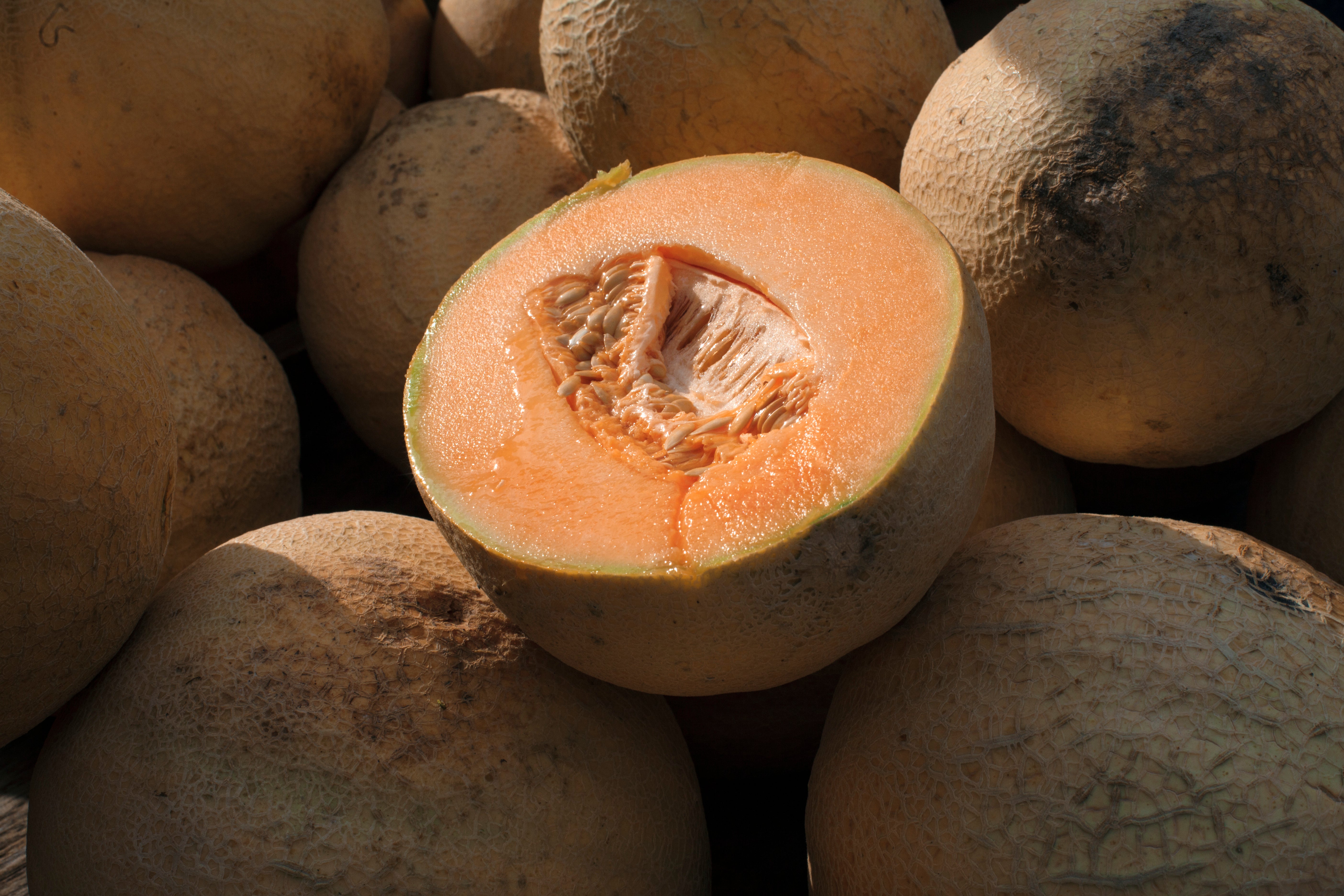 Cantaloupe Salmonella