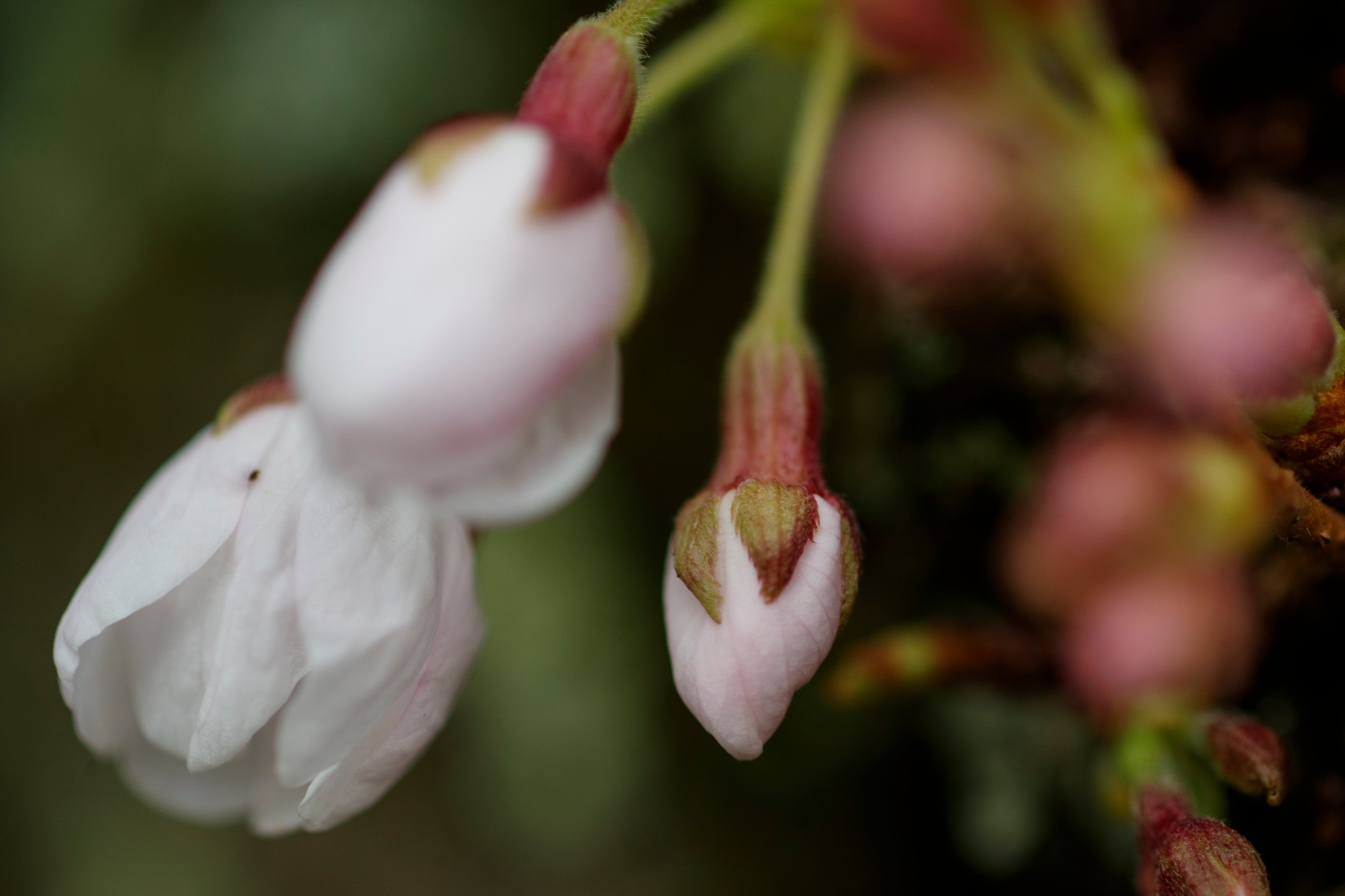 USDA Plant Climate Map