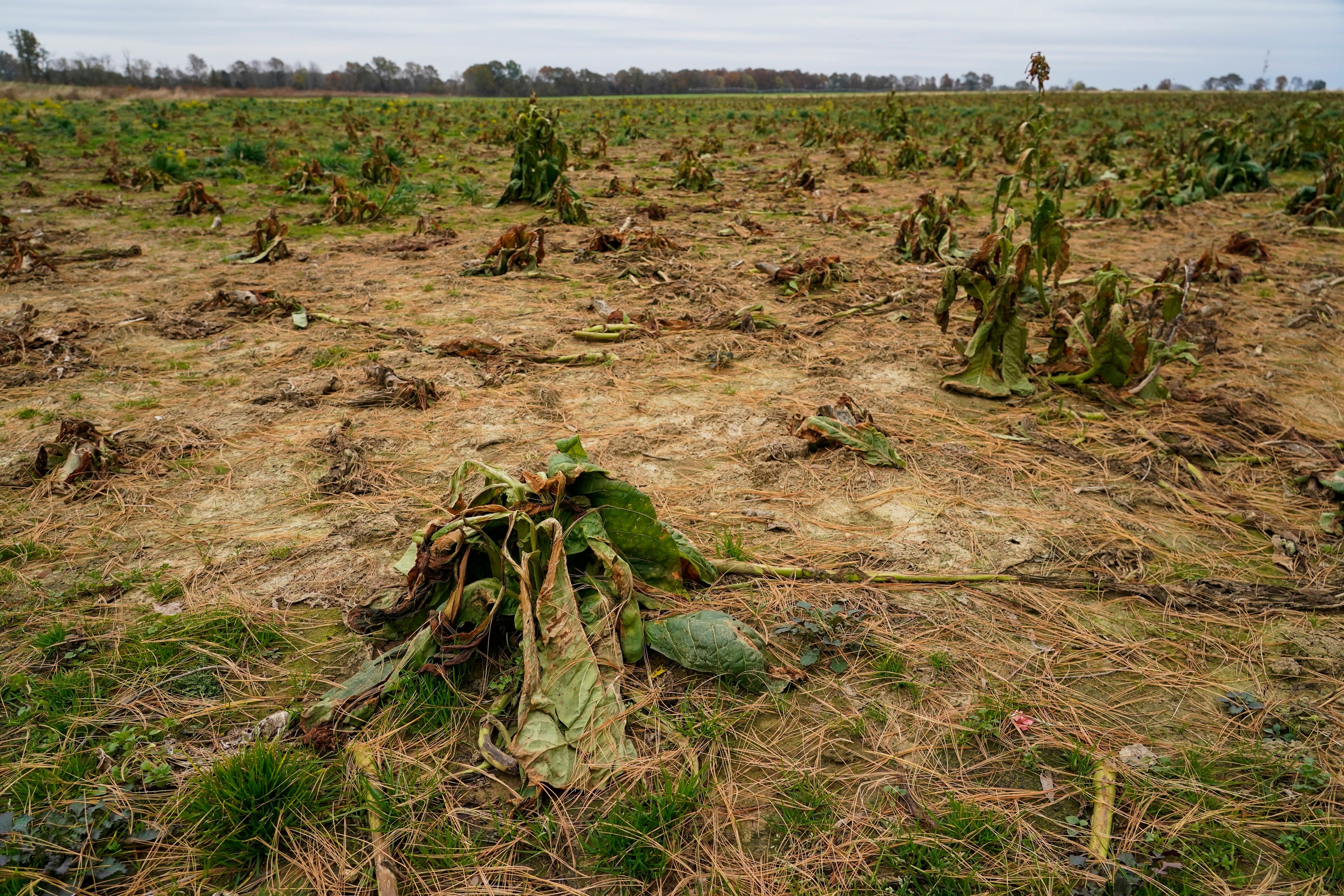 Kentucky Climate Impacts