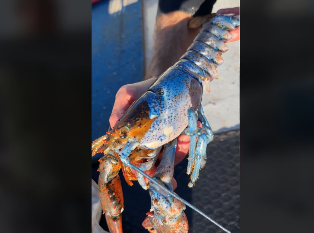 Bowie, the lobster, hopes to find a new, safer home in an aquarium or science centre