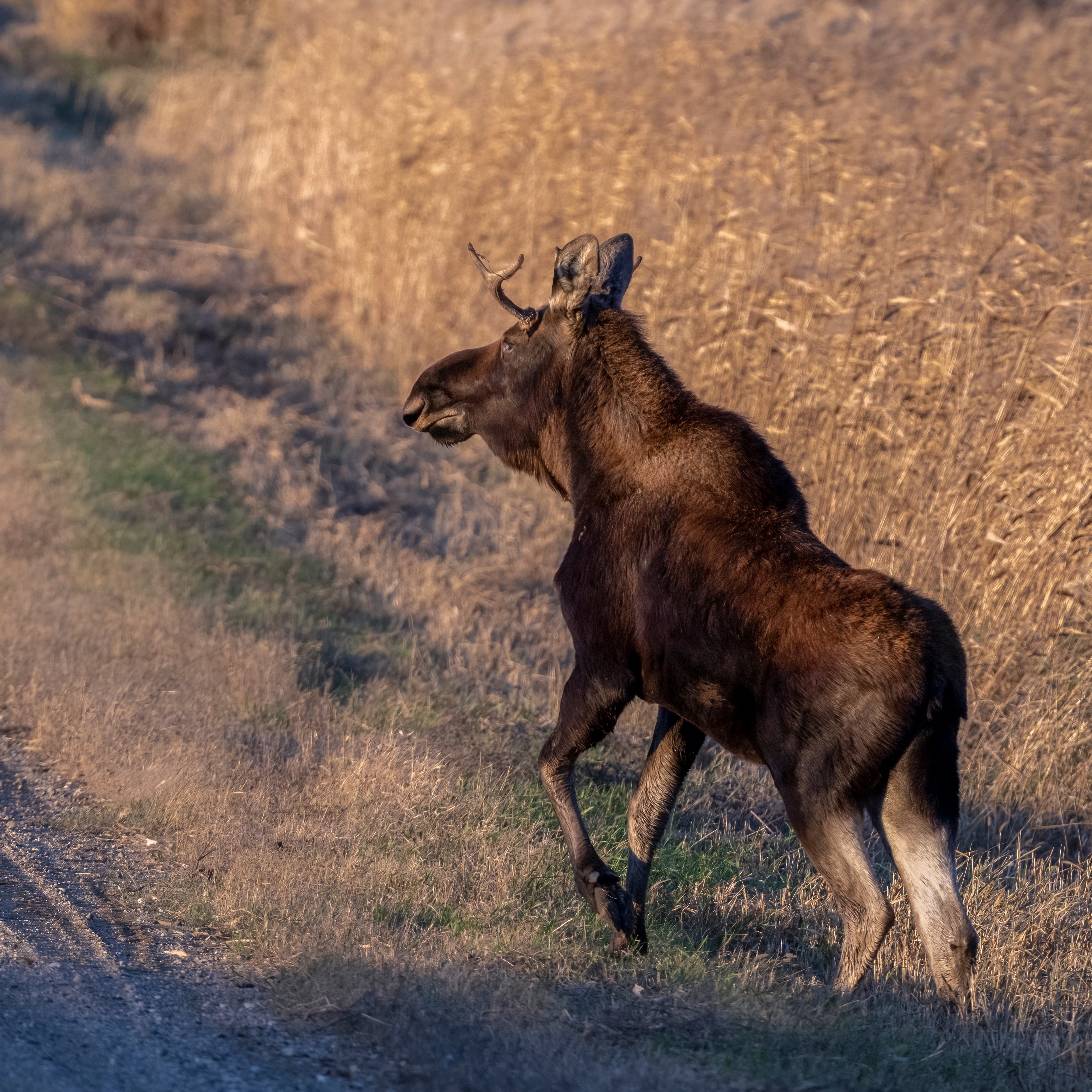 Rutt the moose spotted on his travels