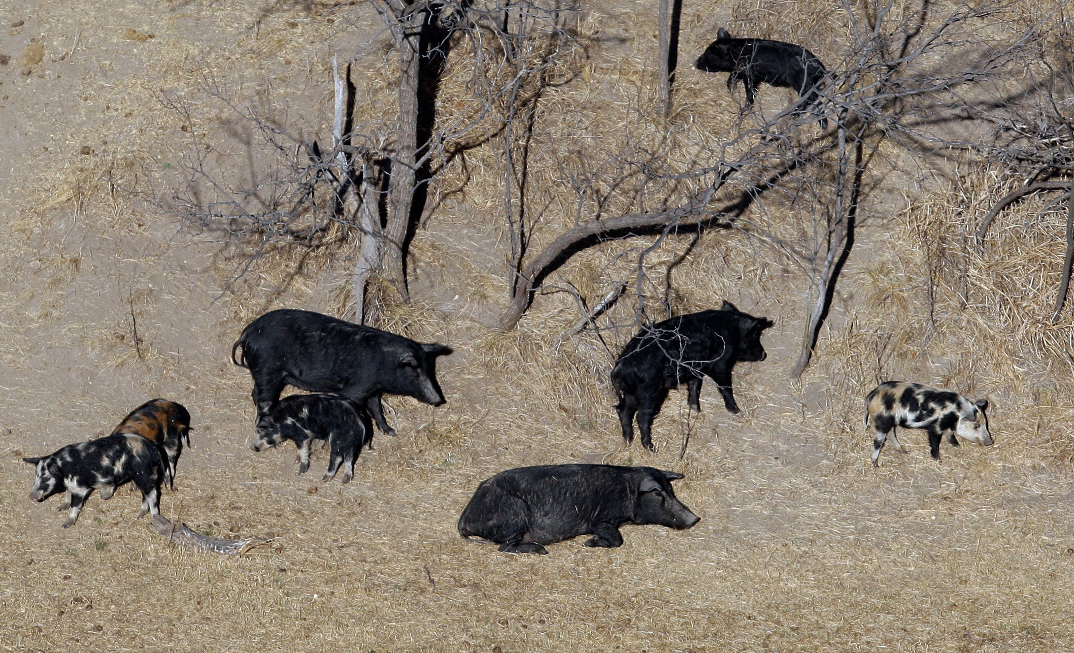 Wild Pigs-Northern Threat