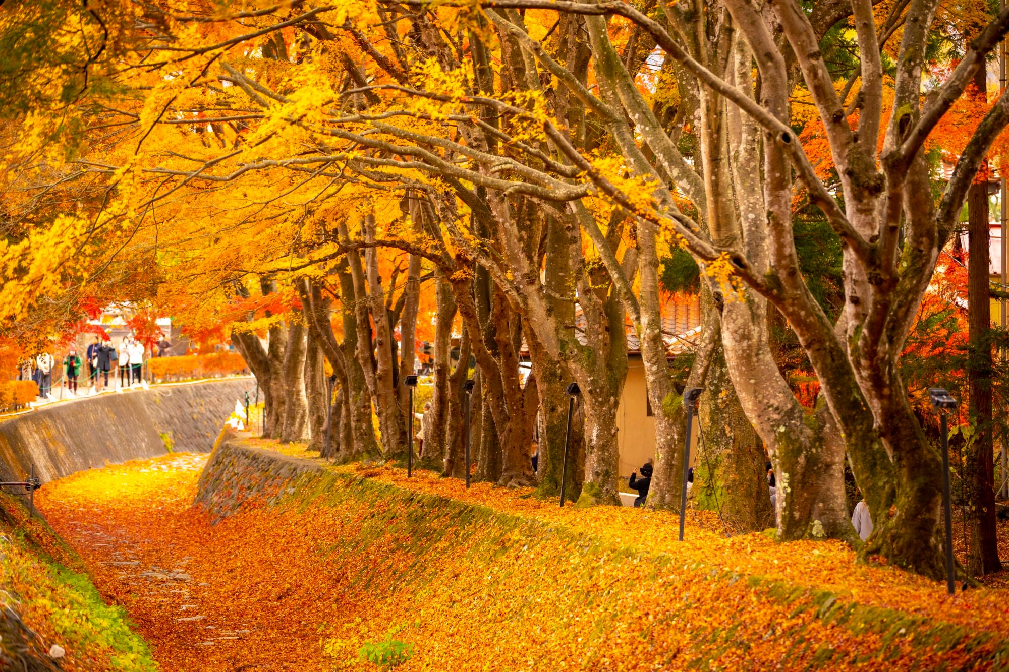 A festival at Lake Kawaguchi offers tree illuminations, among other delights