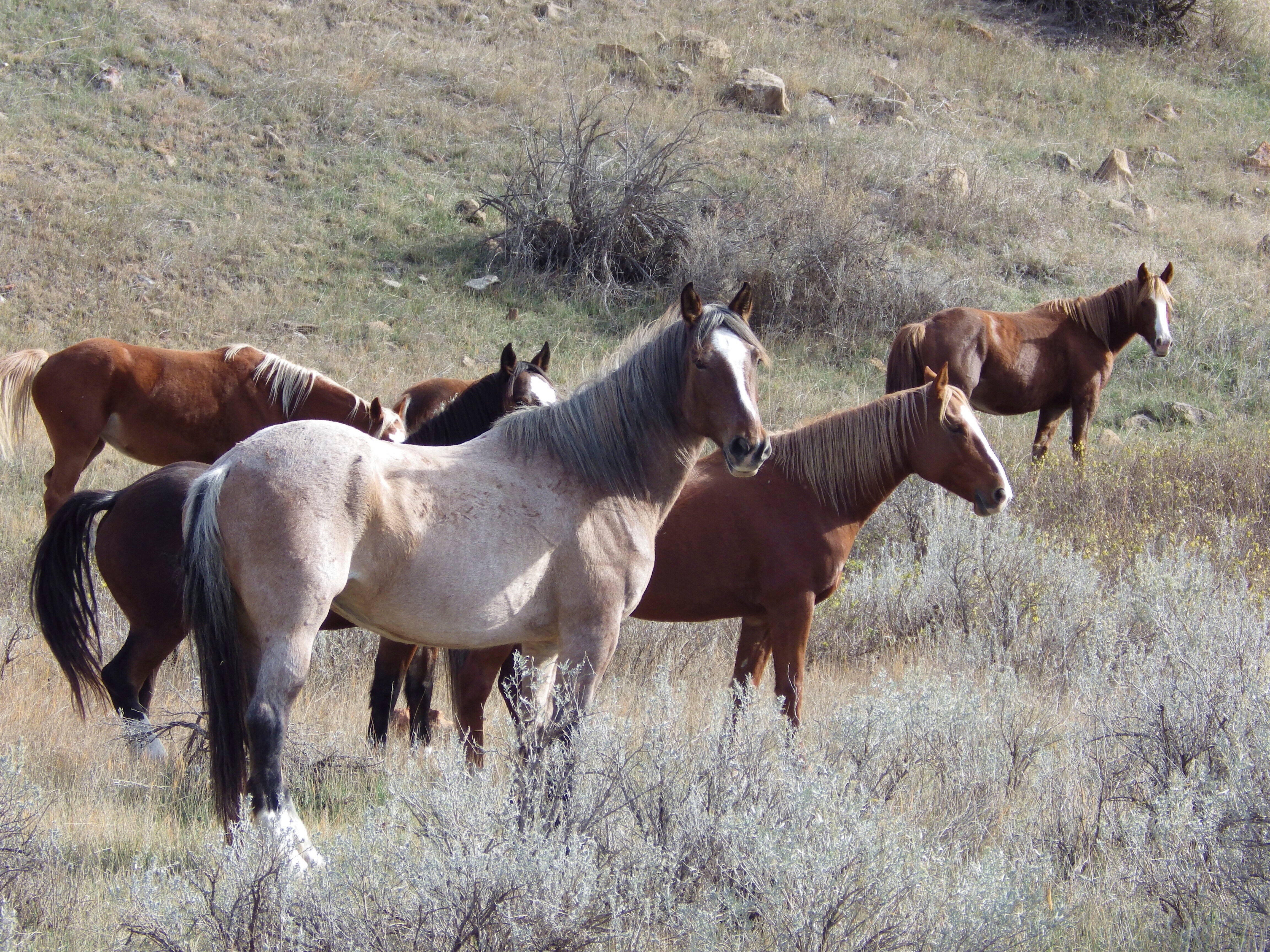 Wild Horses North Dakota