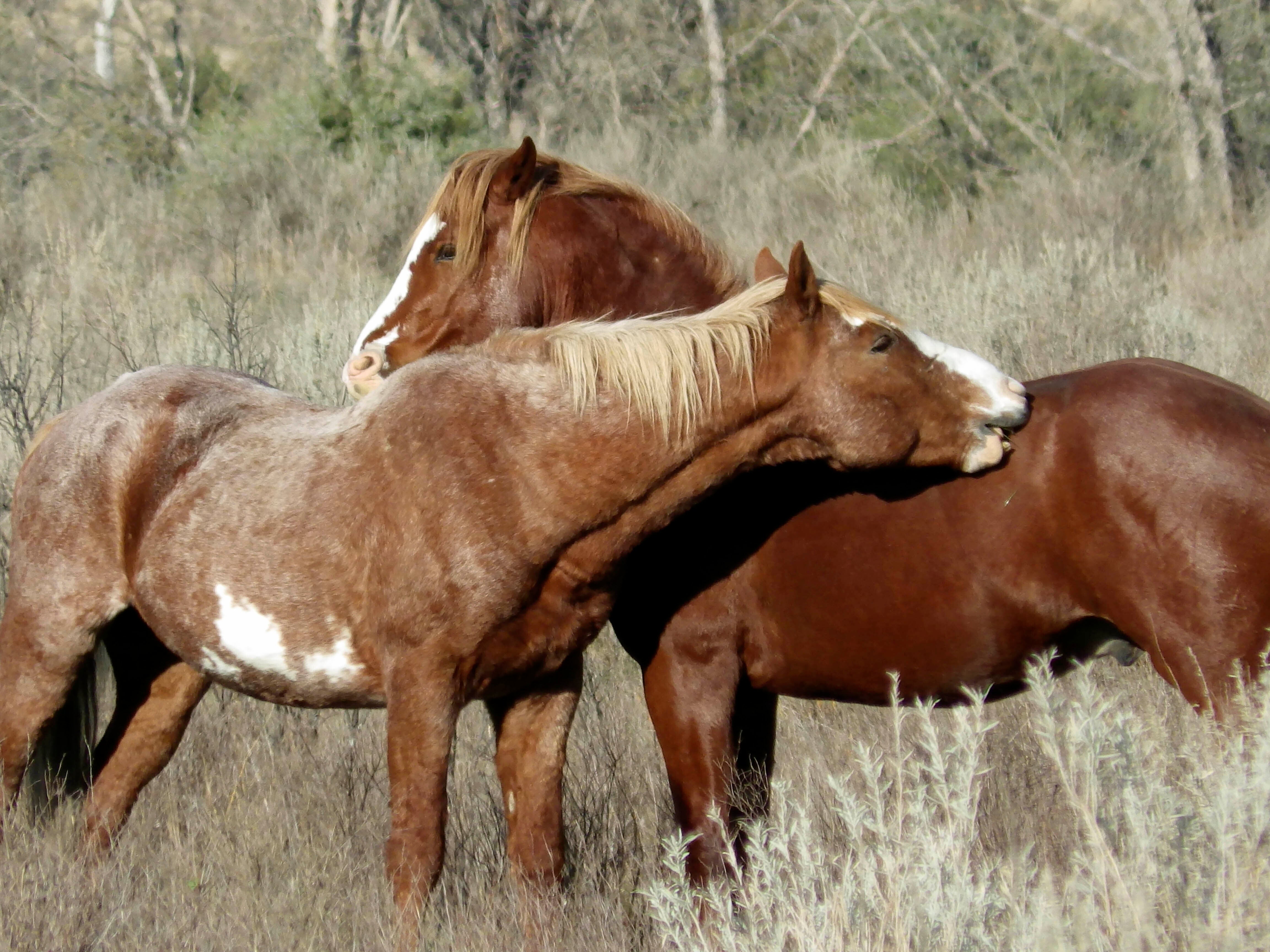Wild Horses North Dakota