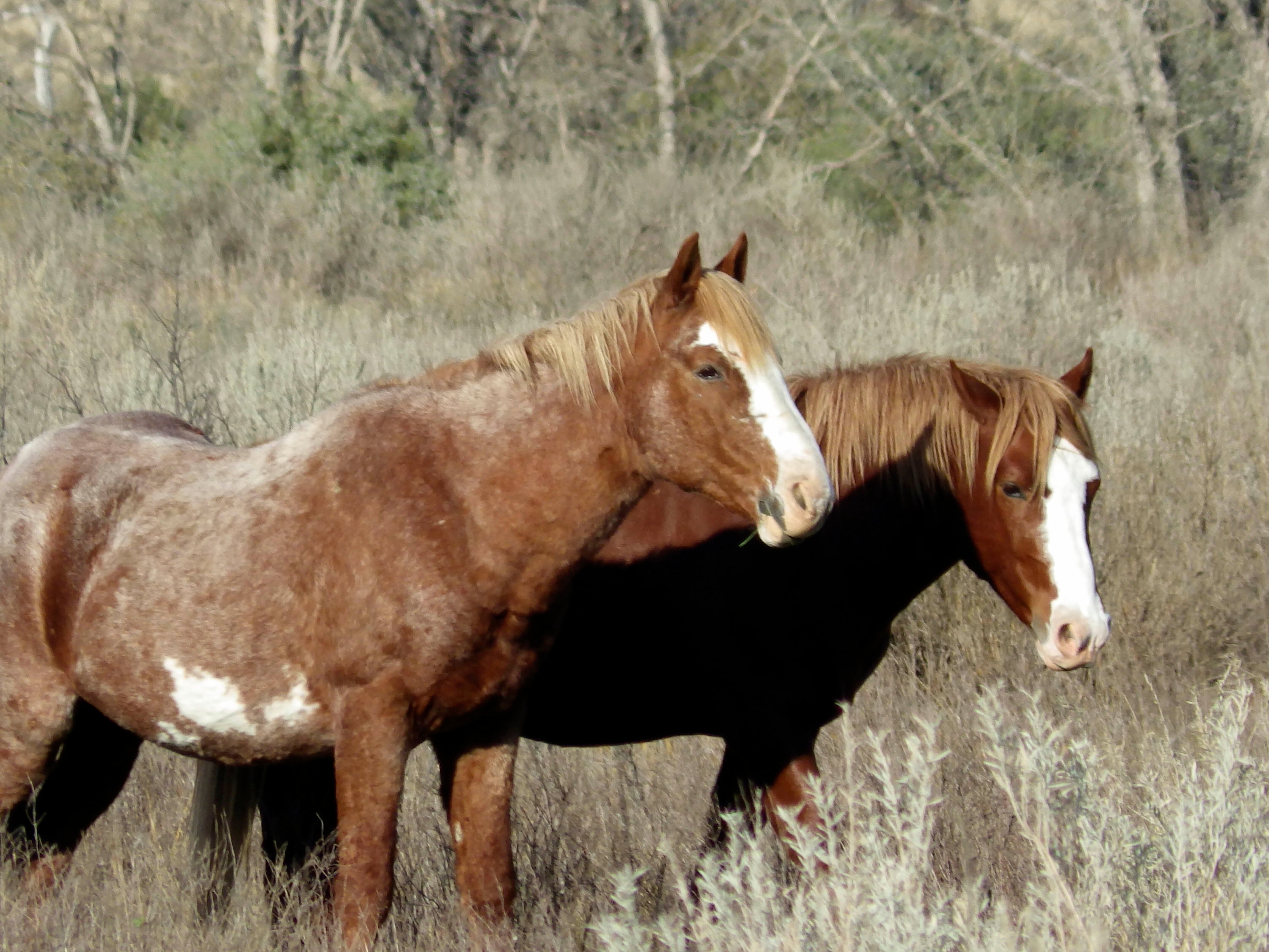 Wild Horses North Dakota