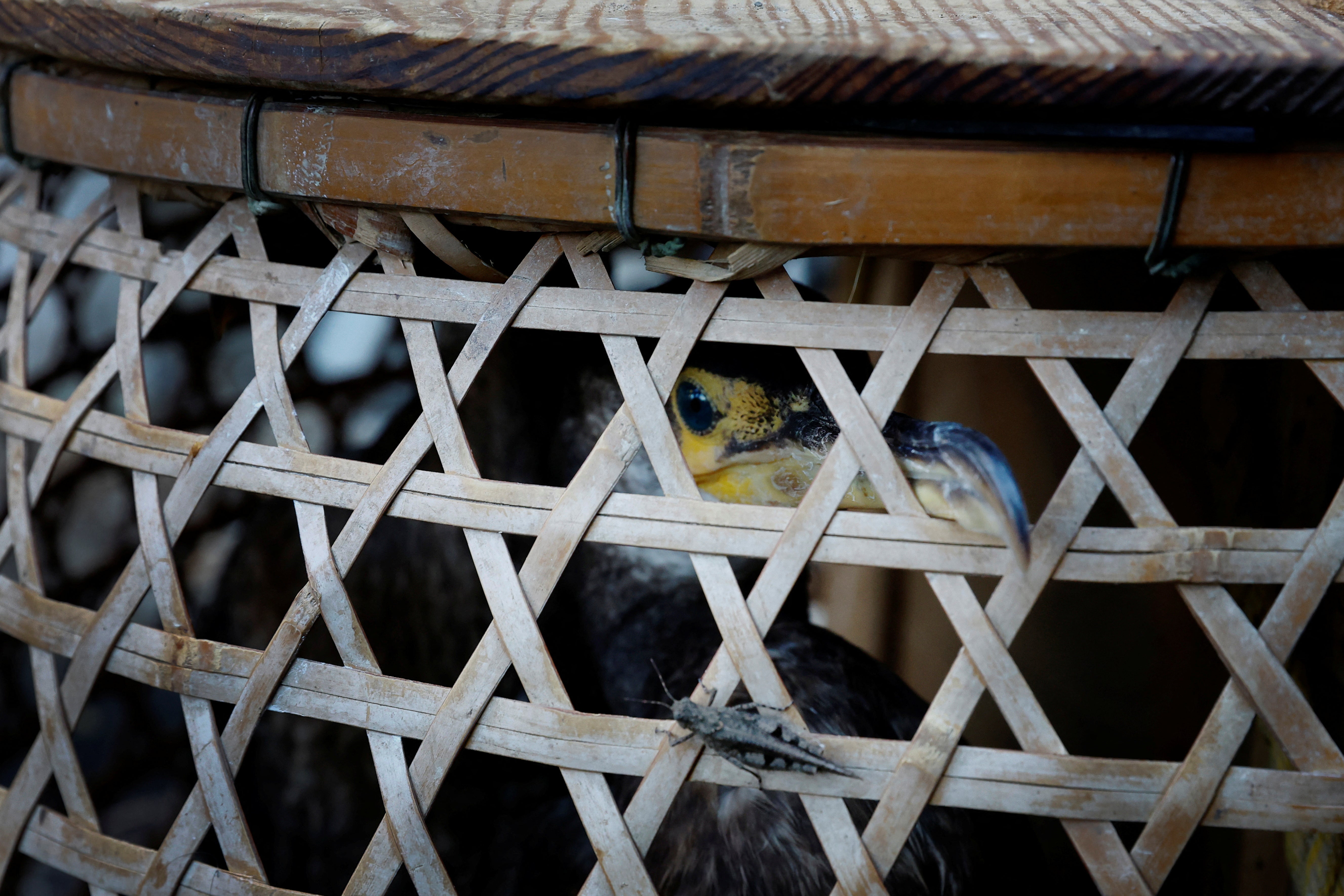 A cormorant sits in a basket before cormorant fishing or ‘ukai’ on the Nagara River in Oze