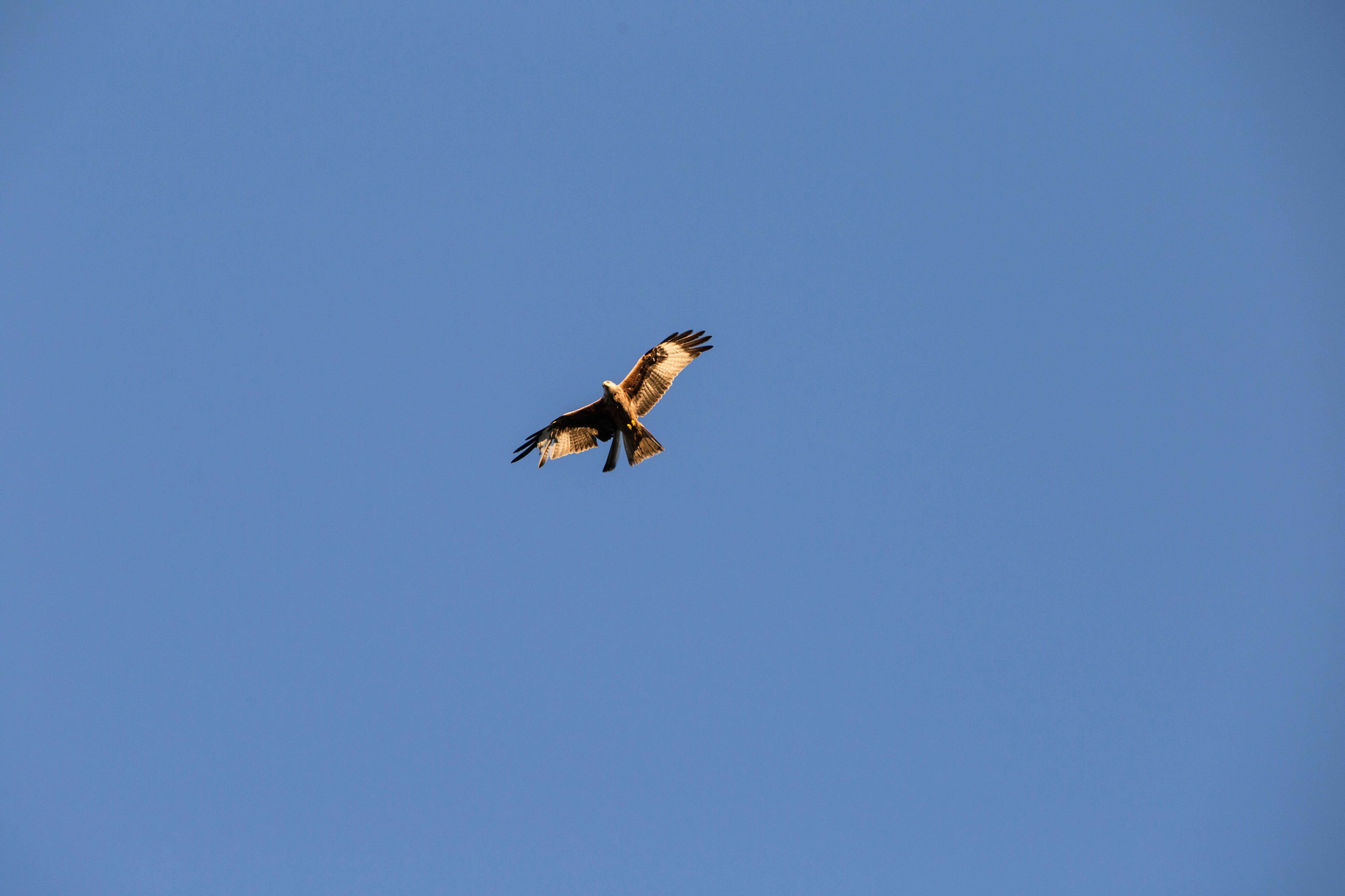 Red kites are among the birds to have fallen victim to shooting, trapping and poisoning (Stephen Wilson/PA)