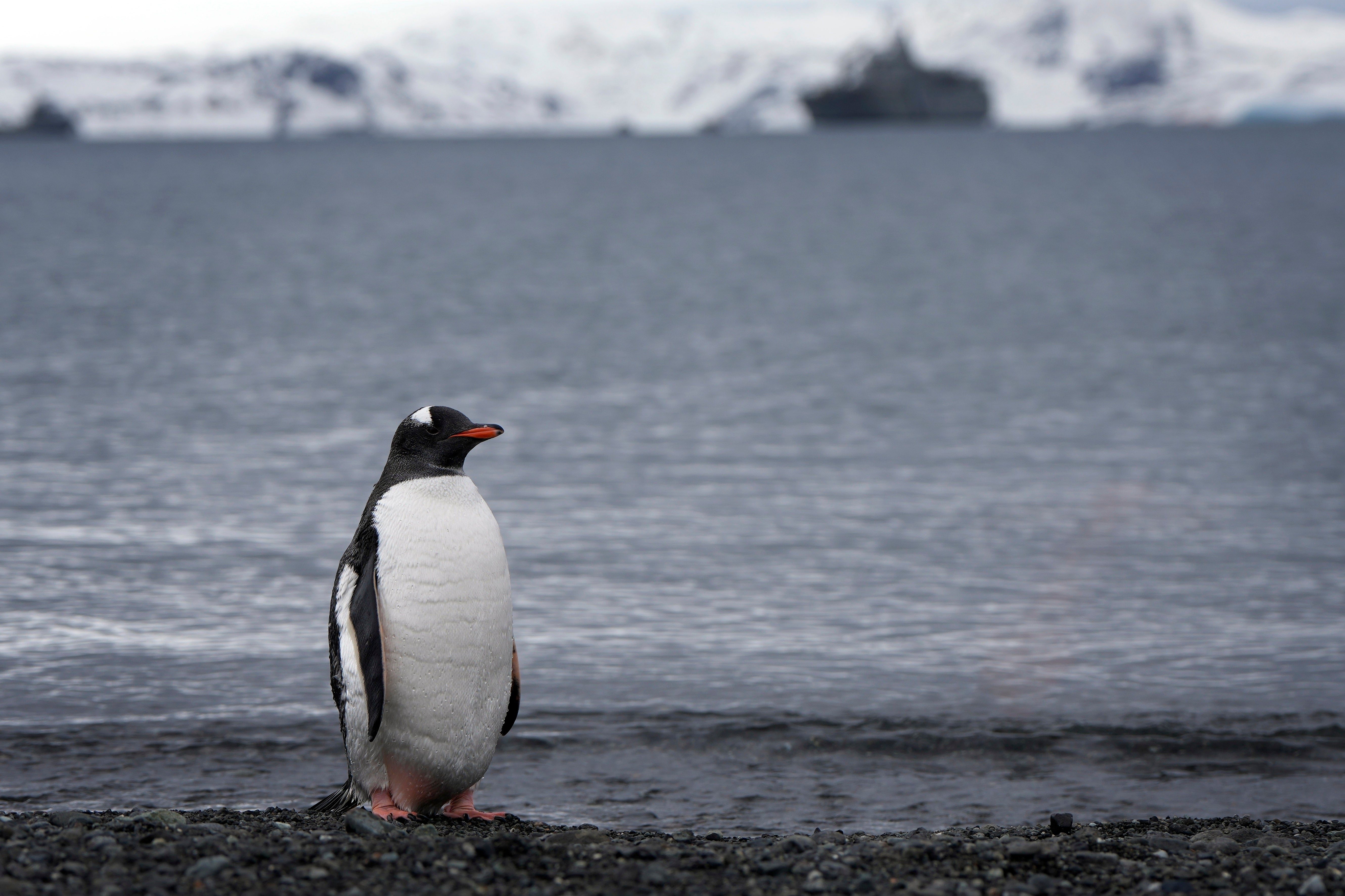 A penguin stands on the beach at King George Island, South Shetlands, Antarctica