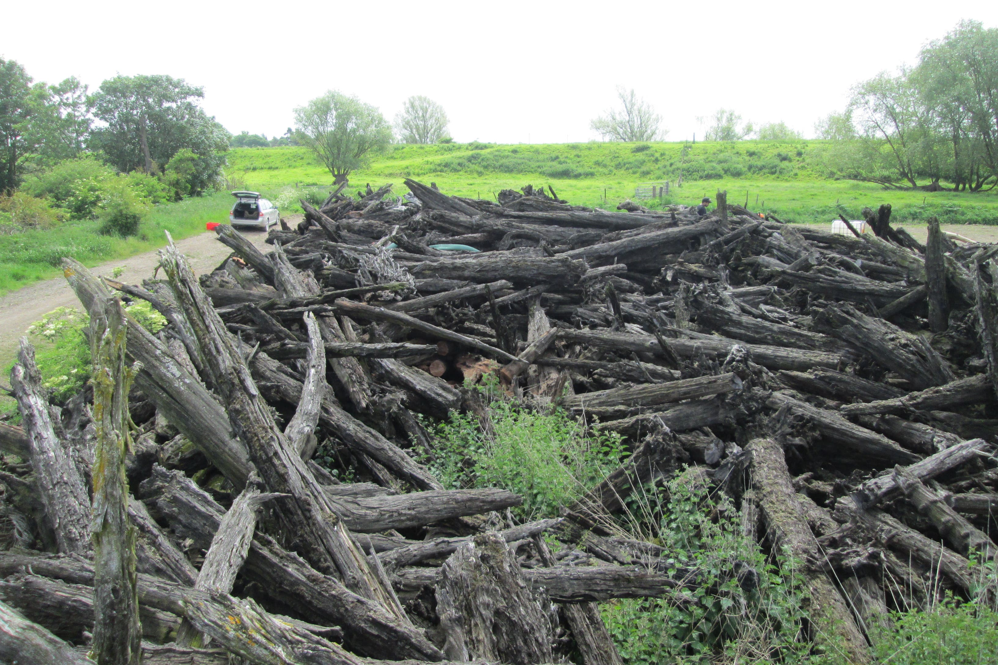 Yew trunks are sometimes dug up by farmers (T Bebchuk/PA)