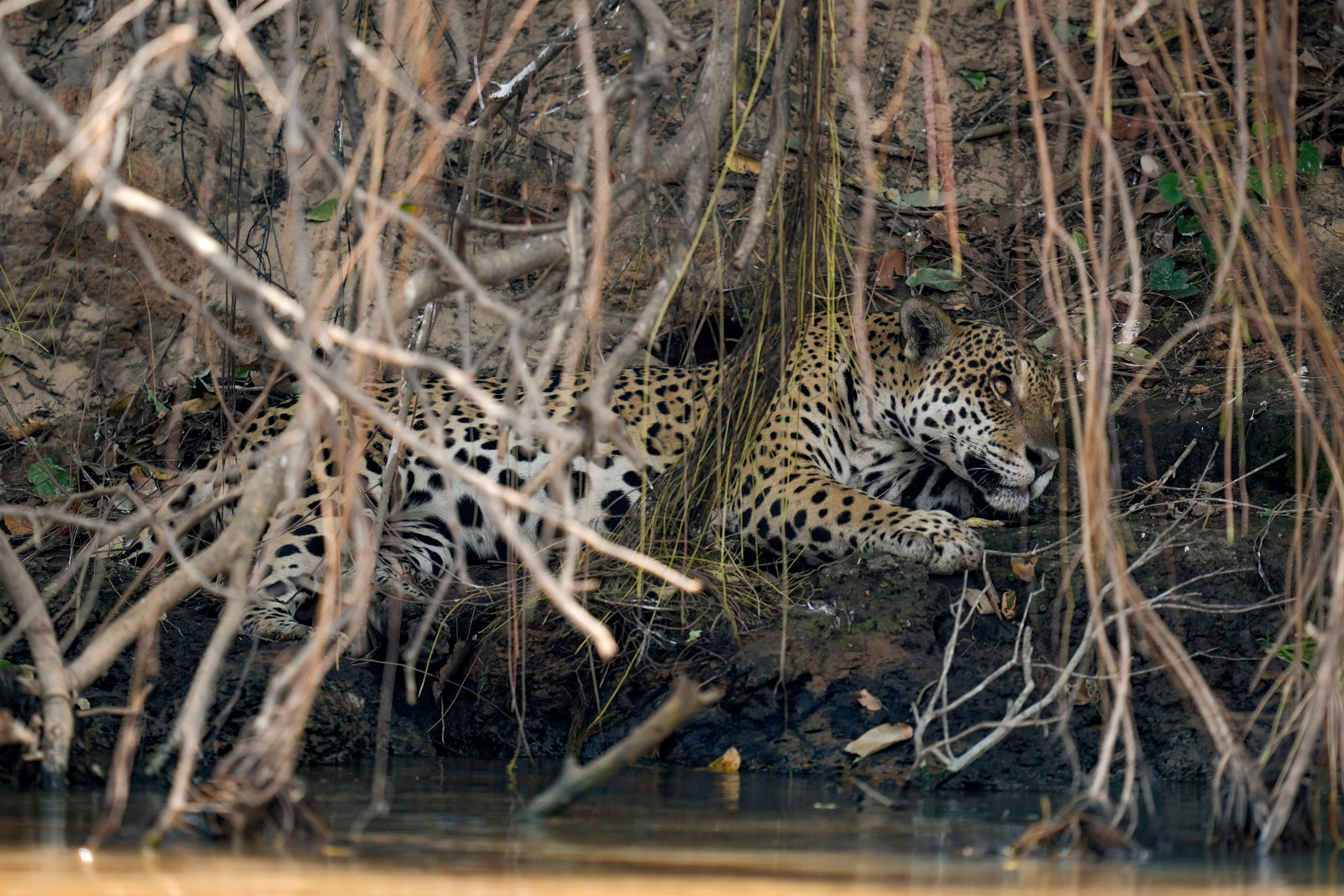 A jaguar rests in an area recently scorched by wildfires at the Encontro das Aguas park in the Pantanal wetlands