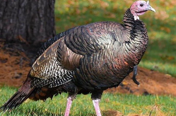 ‘Turkules’ the wild turkey’s reign over a New Jersey town has come to an end