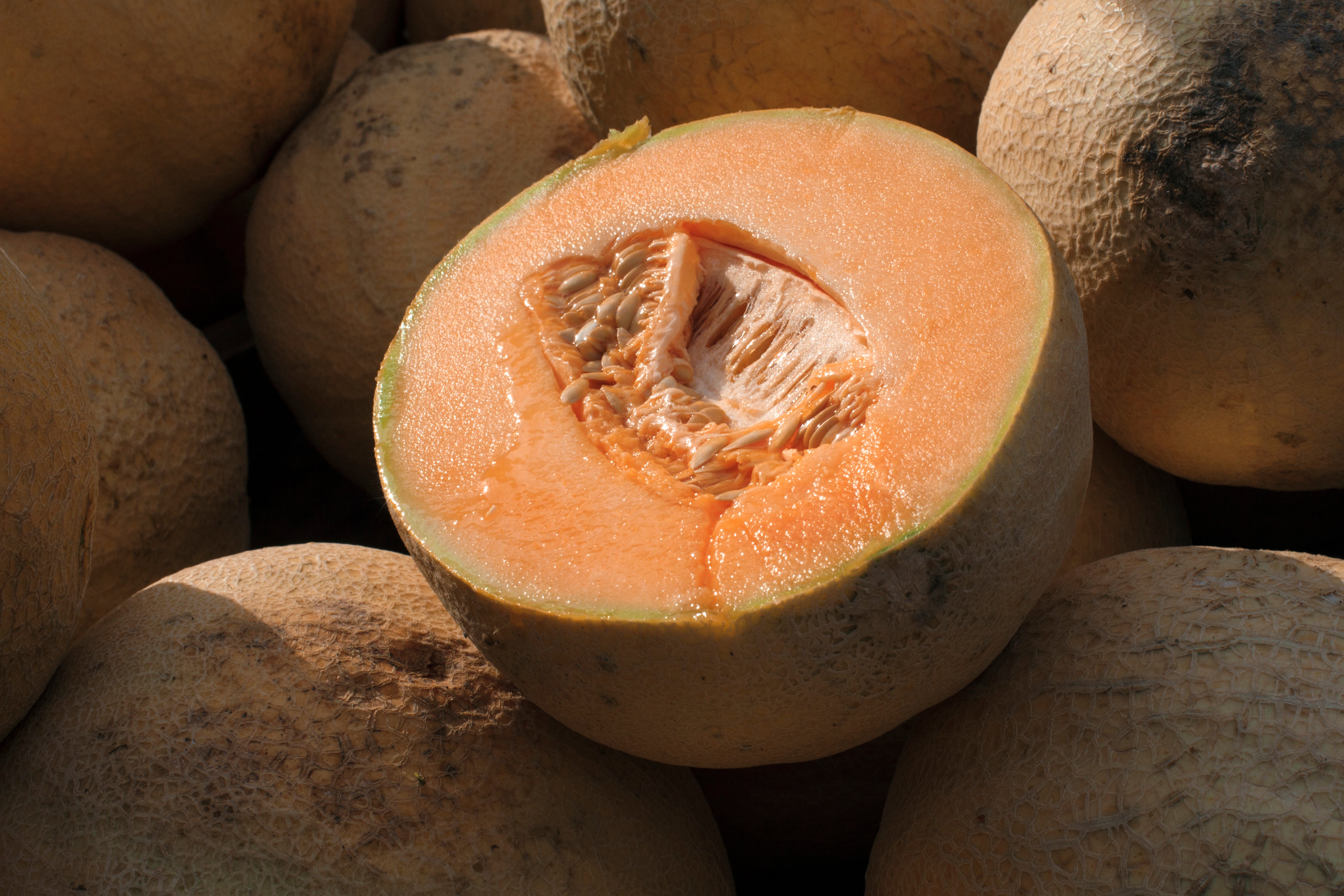 Cantaloupe Recall