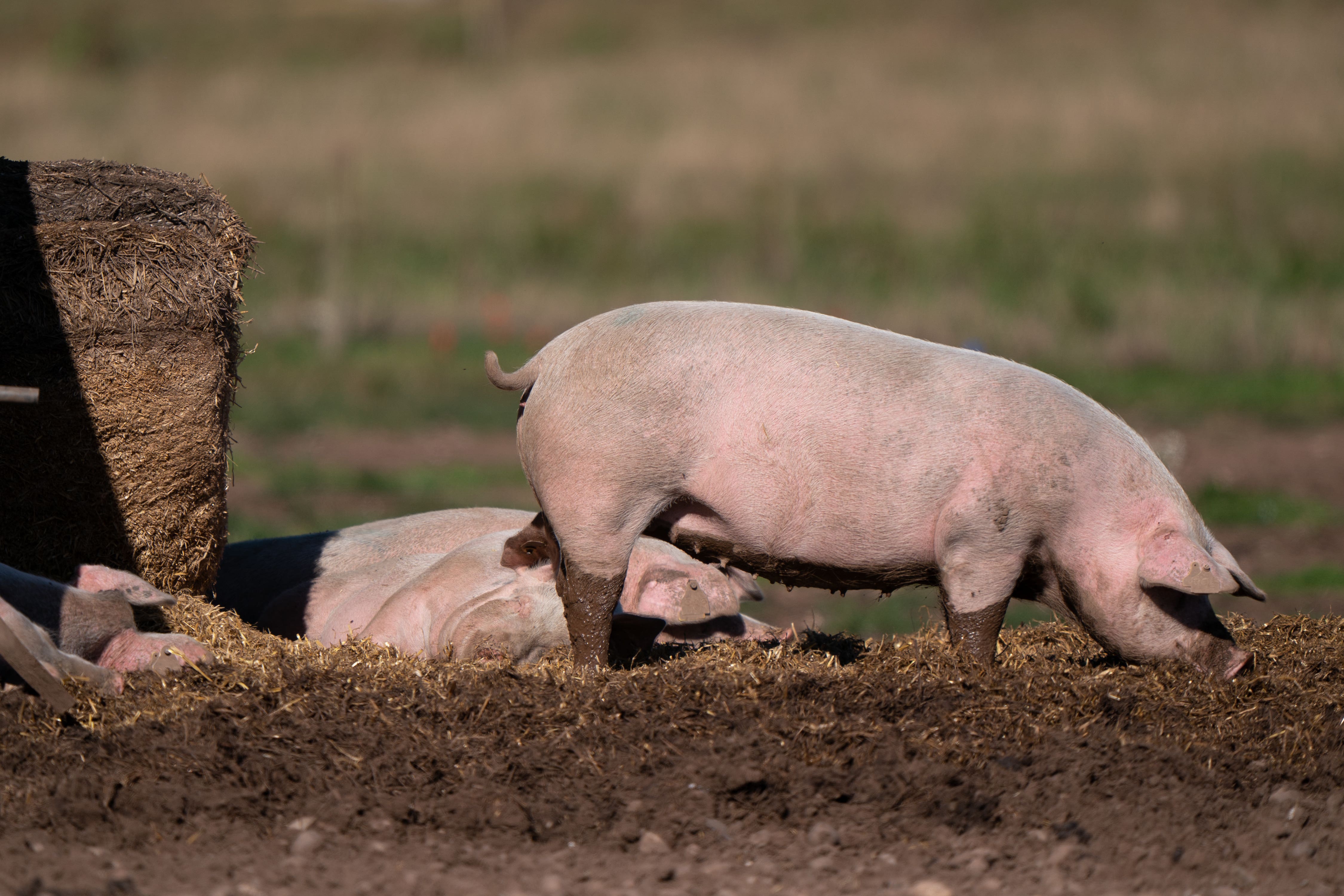 The new strain was picked up via routine flu surveillance (Joe Giddens/PA)